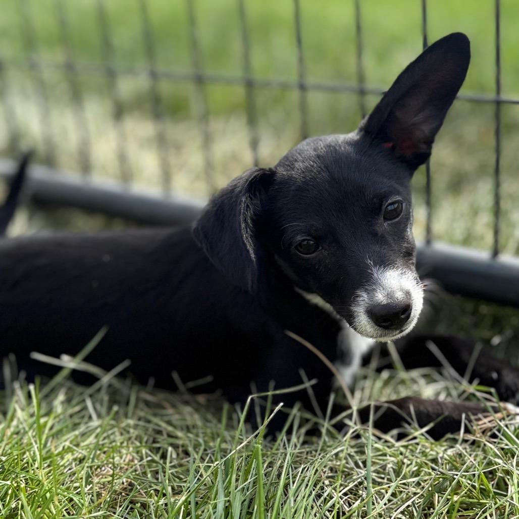 Enlarge Erin, an adopted Terrier in La Grange, KY image 1/5