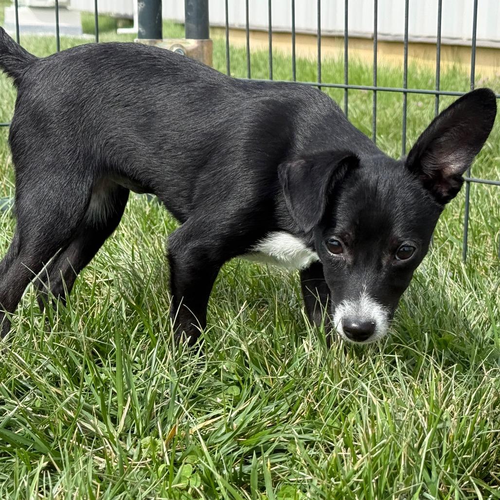 Enlarge Erin, an adopted Terrier in La Grange, KY image 5/5