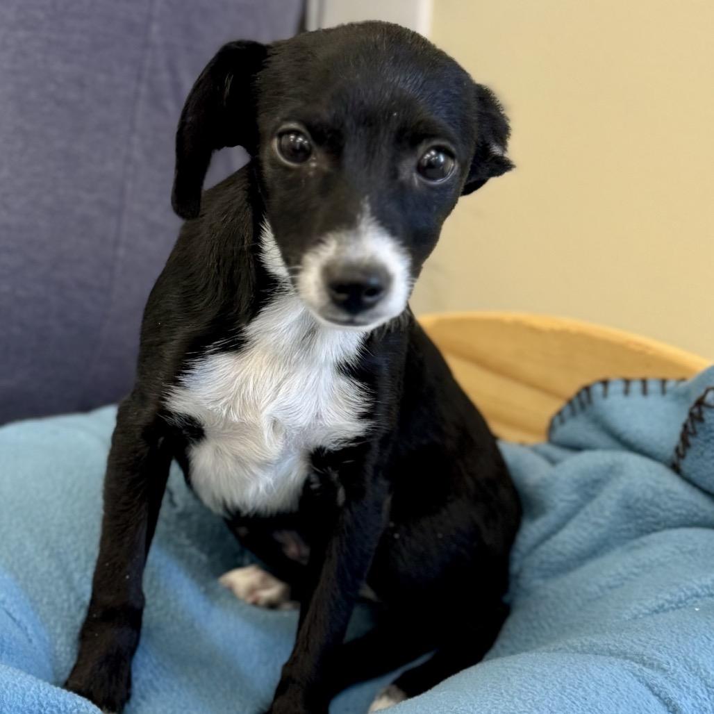 Enlarge Erin, an adopted Terrier in La Grange, KY image 3/5