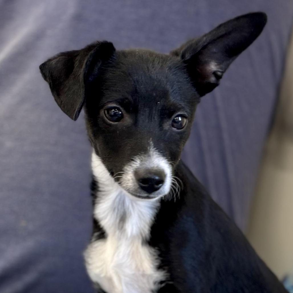 Enlarge Erin, an adopted Terrier in La Grange, KY image 2/5