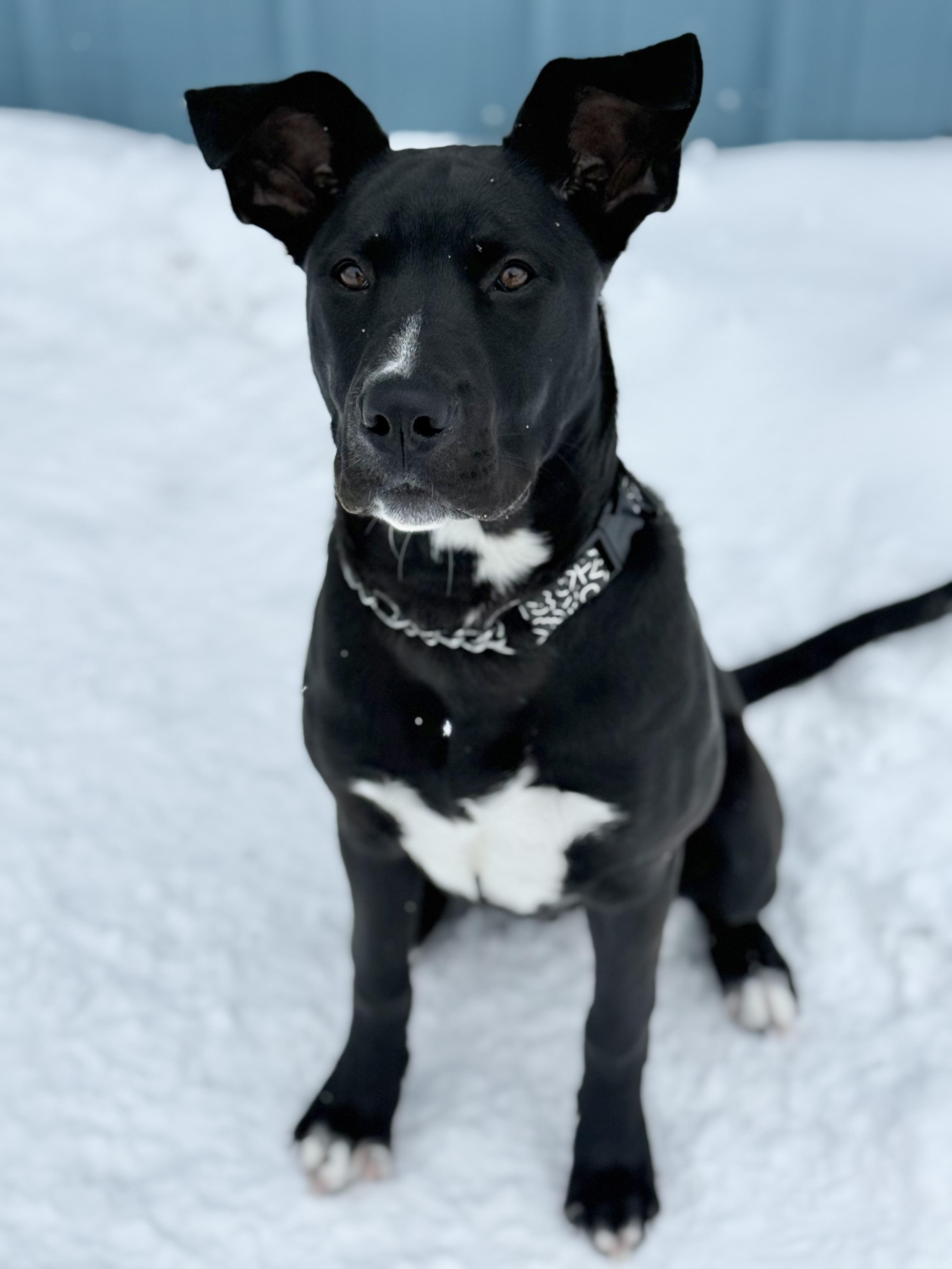 Enlarge Echo, an adoption pending mixed breed in Everett, ON image 4/6