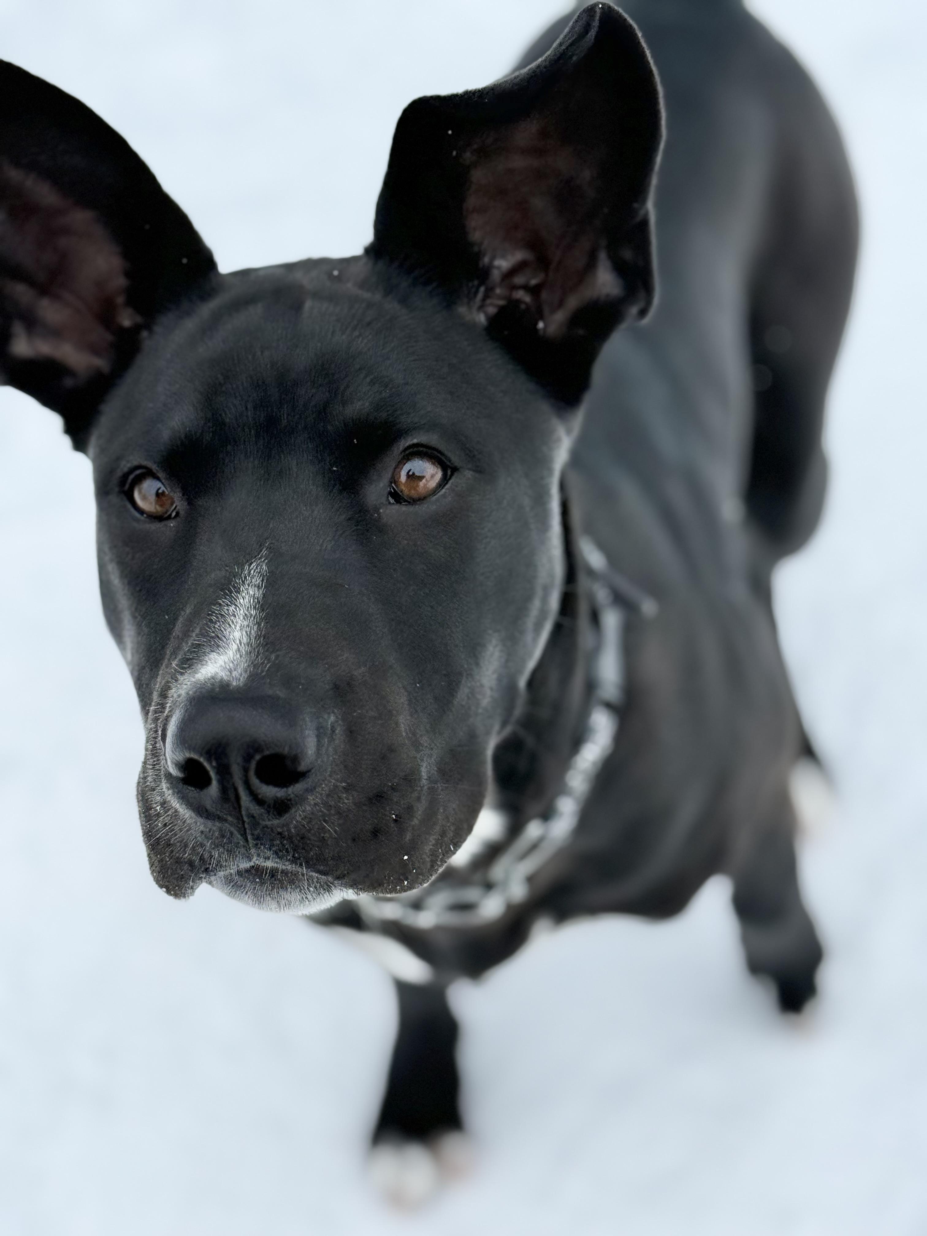 Enlarge Echo, an adoption pending mixed breed in Everett, ON image 3/6