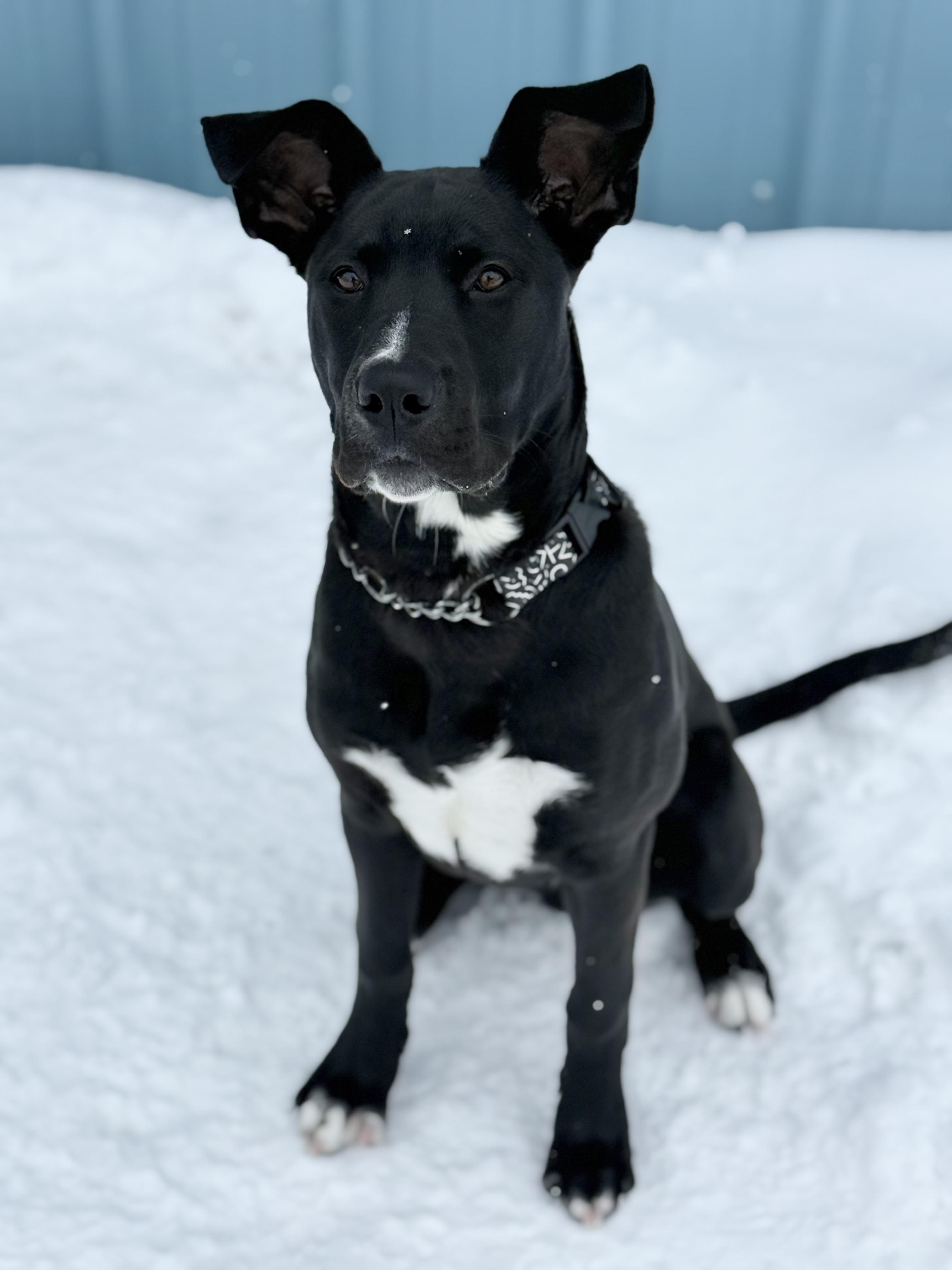 Enlarge Echo, an adoption pending mixed breed in Everett, ON image 6/6