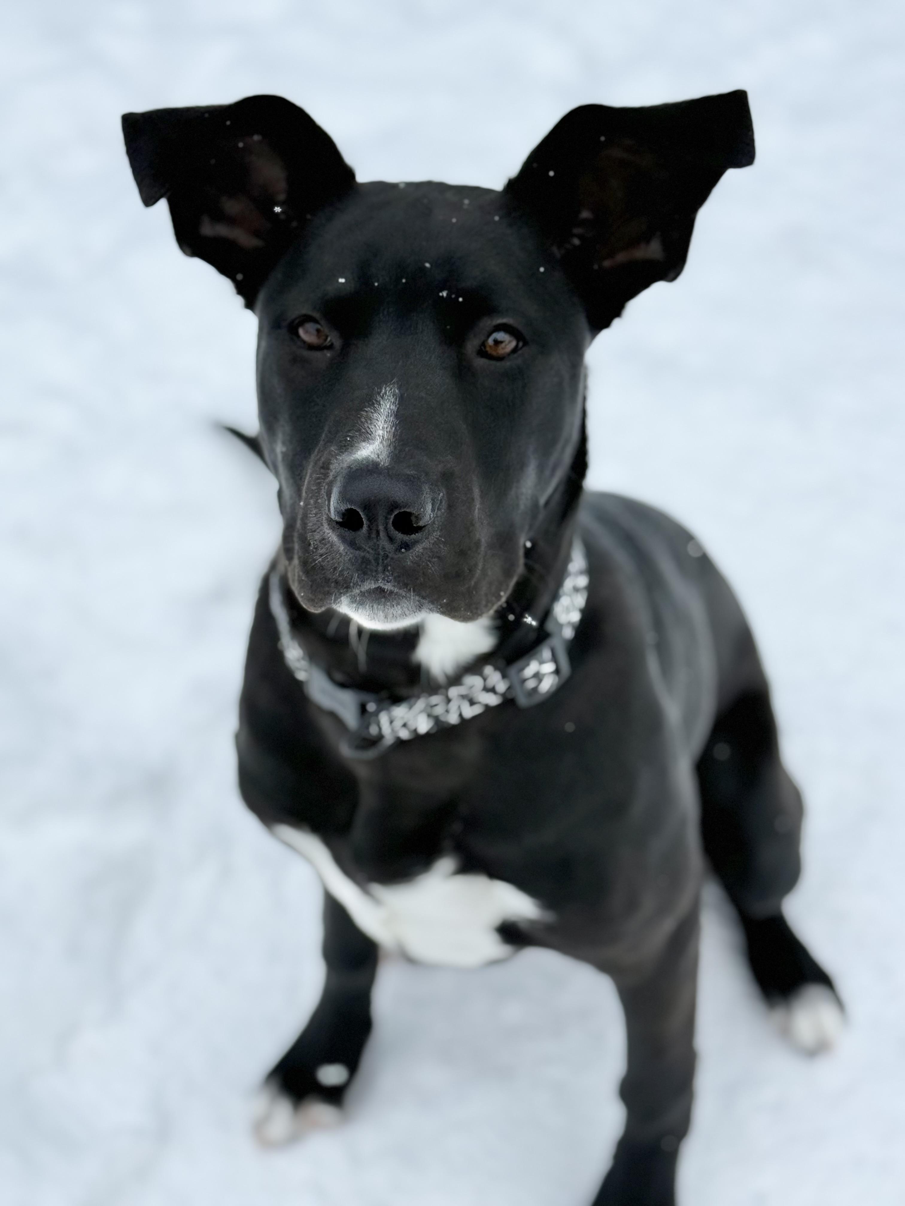 Enlarge Echo, an adoption pending mixed breed in Everett, ON image 1/6