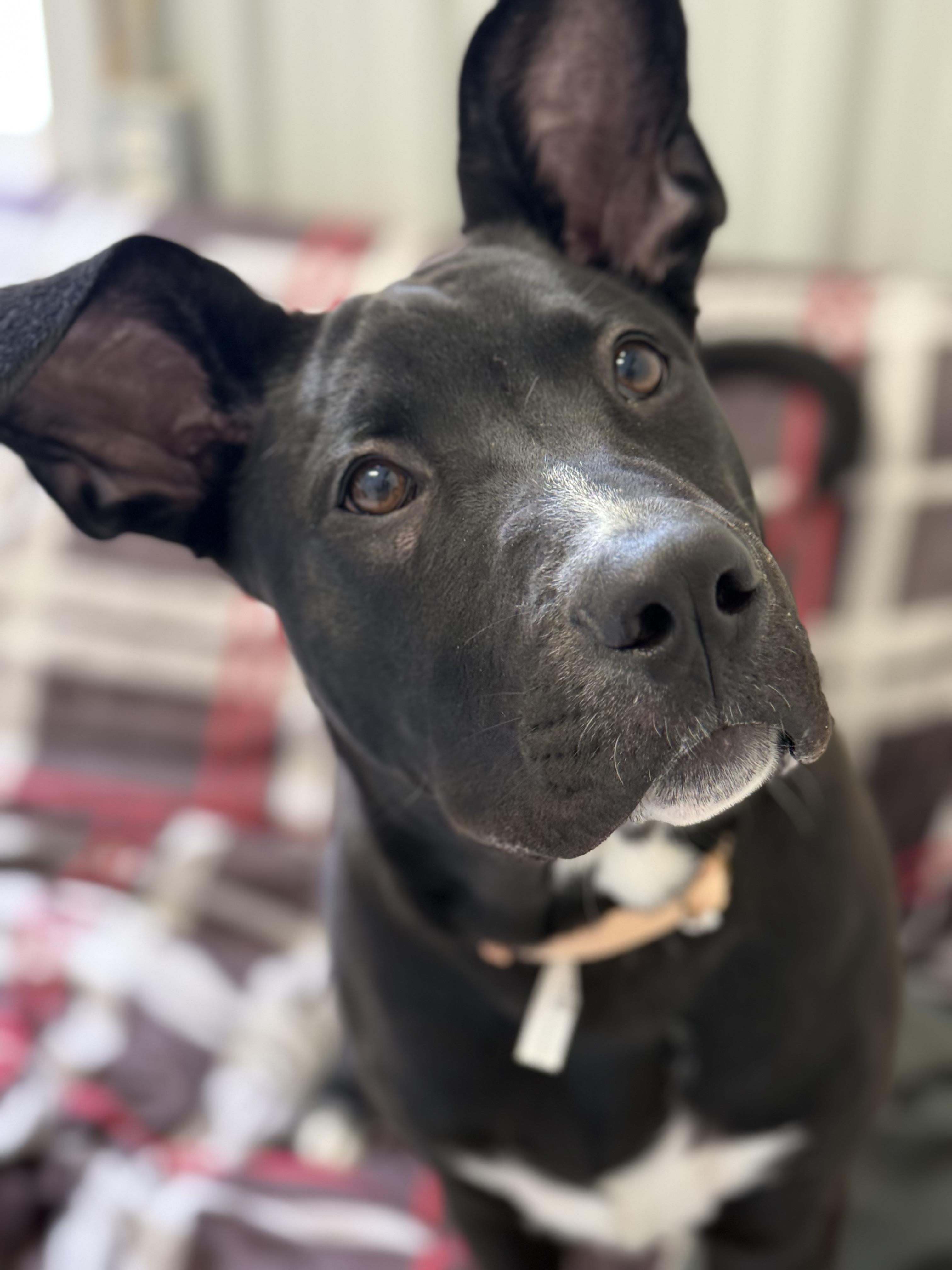 Enlarge Echo, an adoption pending mixed breed in Everett, ON image 5/6