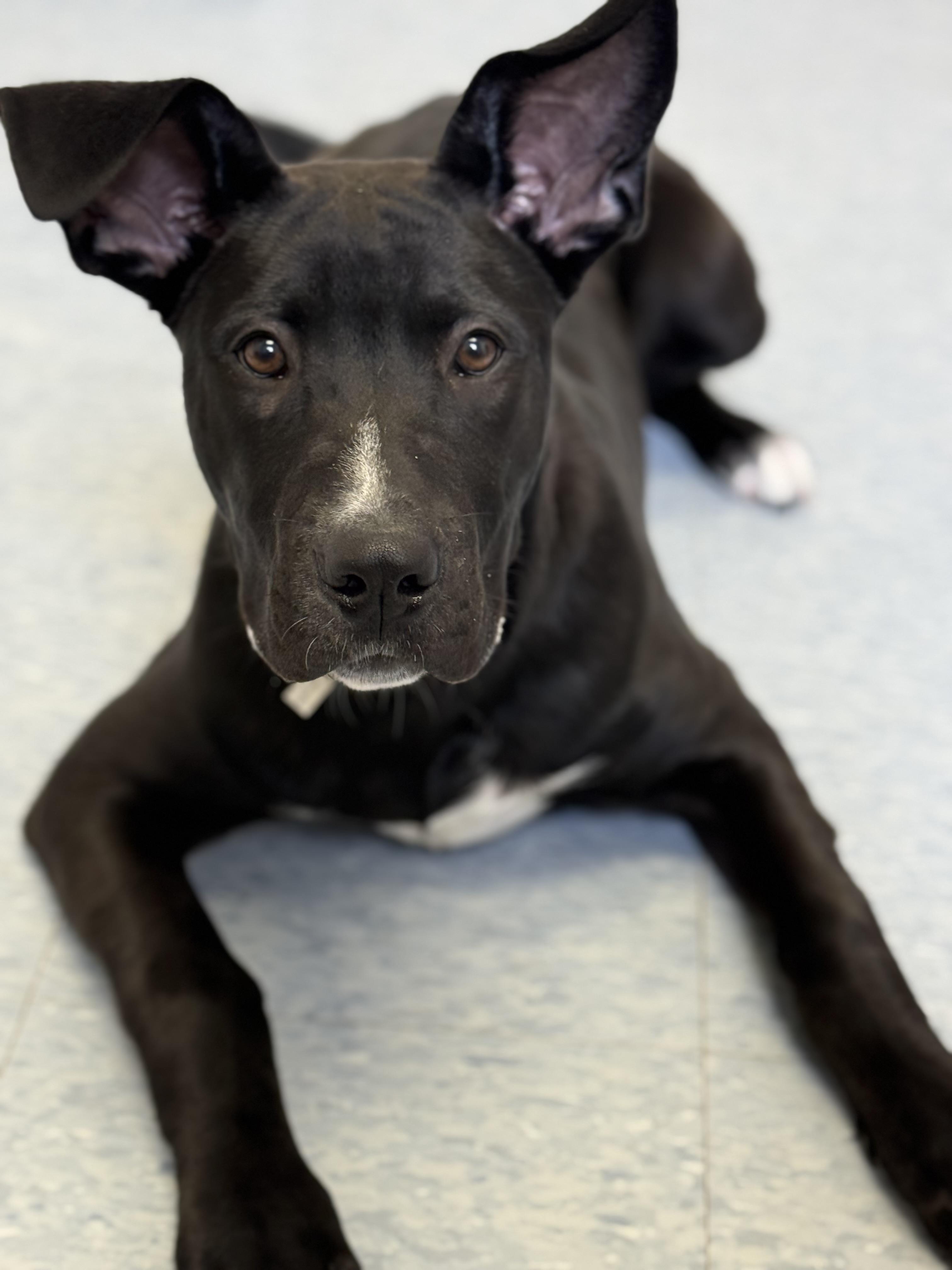 Enlarge Echo, an adoption pending mixed breed in Everett, ON image 2/6