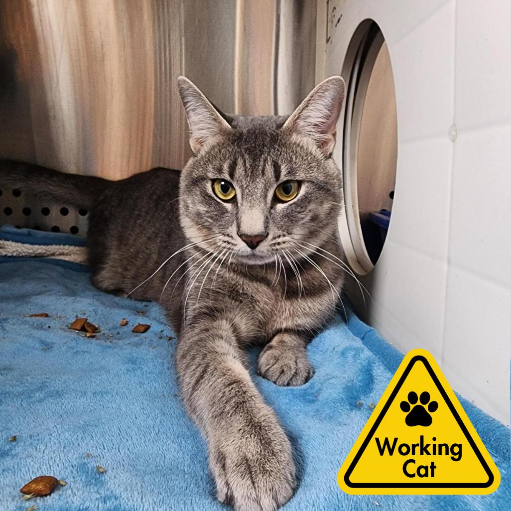 Cloudy- working cat, Adoptable, Young Male Domestic Short Hair.