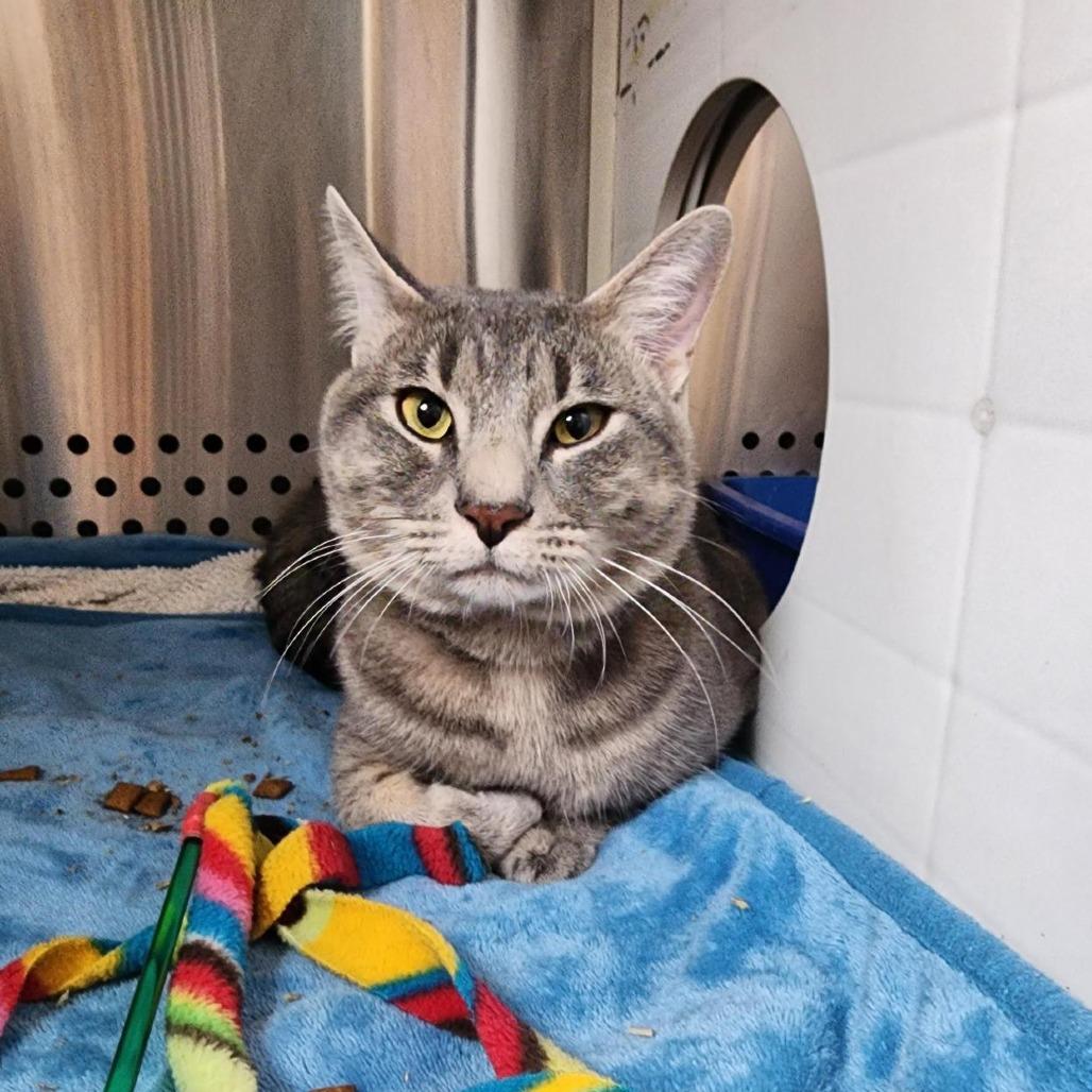 Enlarge Cloudy- working cat, a Adoptable Domestic Short Hair in Baltimore, MD image 2/6