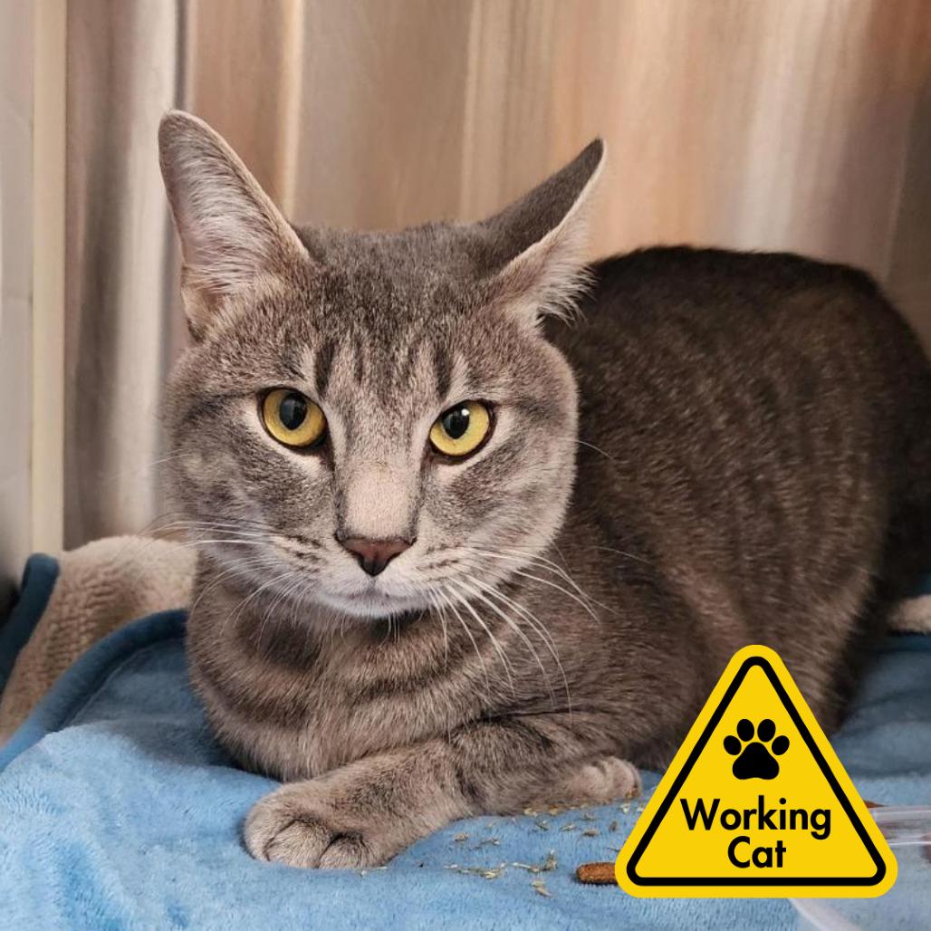 Enlarge Cloudy- working cat, a Adoptable Domestic Short Hair in Baltimore, MD image 3/6