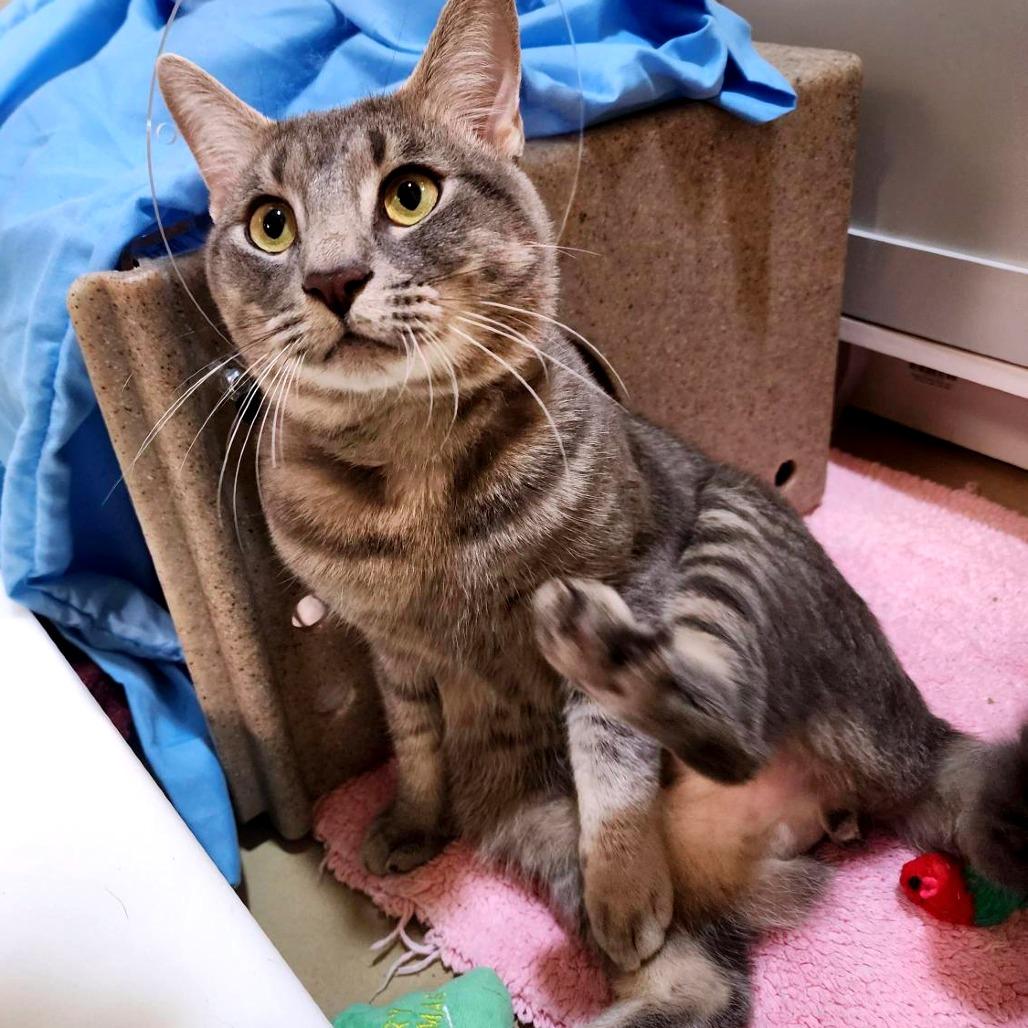 Enlarge Cloudy- working cat, a Adoptable Domestic Short Hair in Baltimore, MD image 4/6