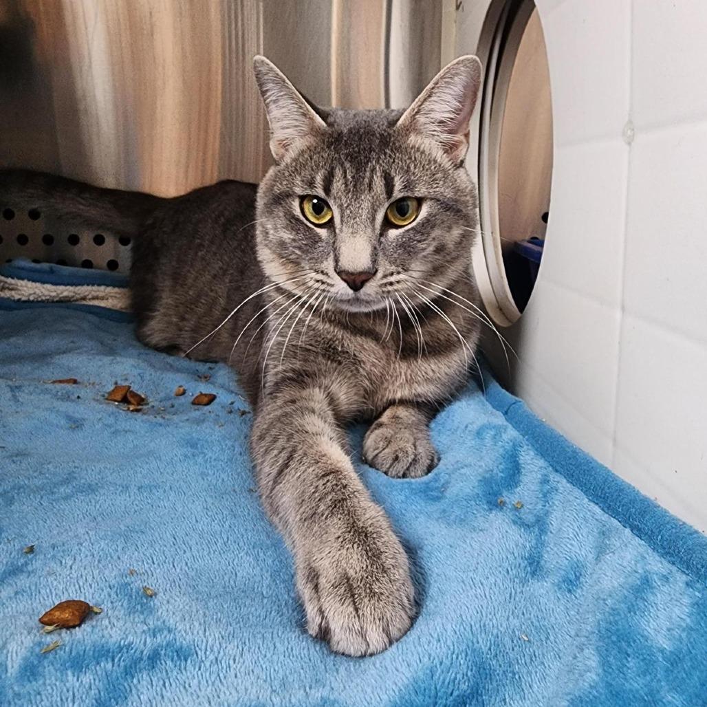 Enlarge Cloudy- working cat, a Adoptable Domestic Short Hair in Baltimore, MD image 5/6