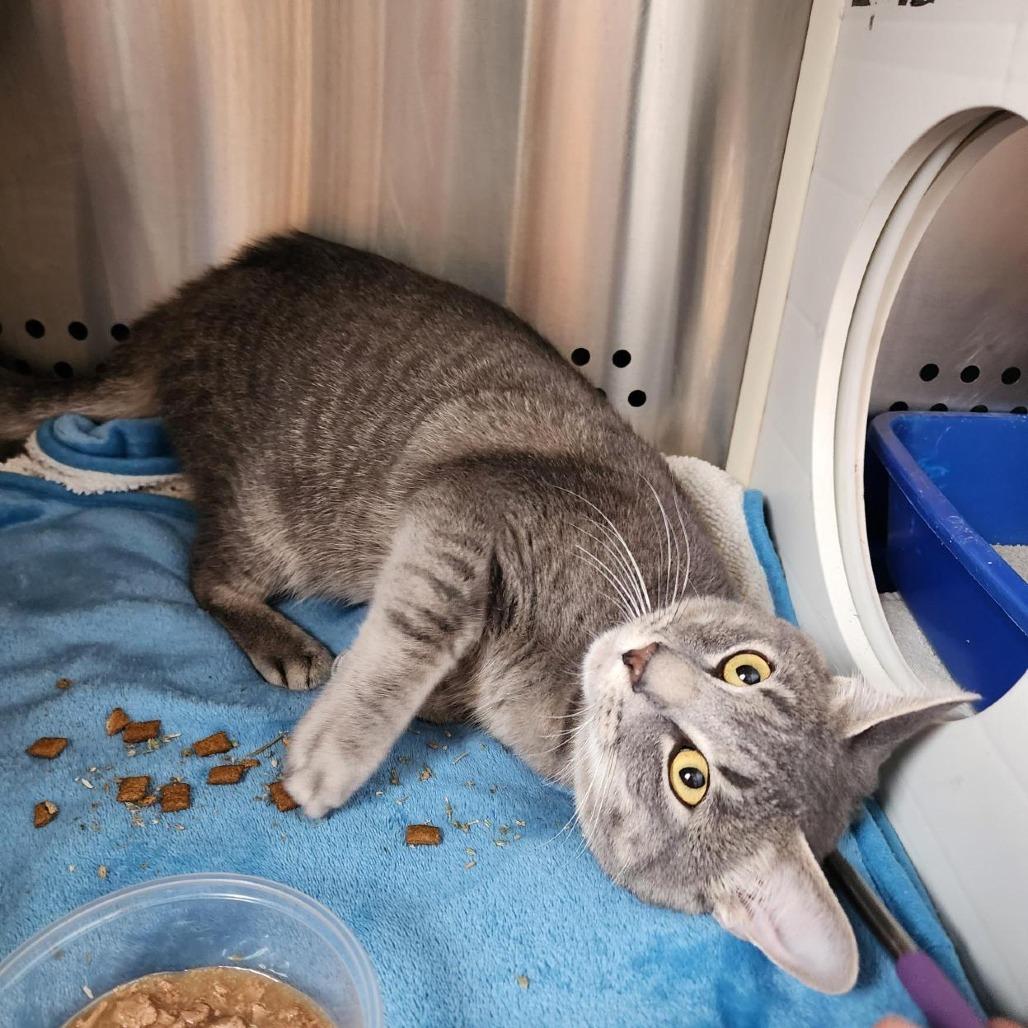 Enlarge Cloudy- working cat, a Adoptable Domestic Short Hair in Baltimore, MD image 6/6