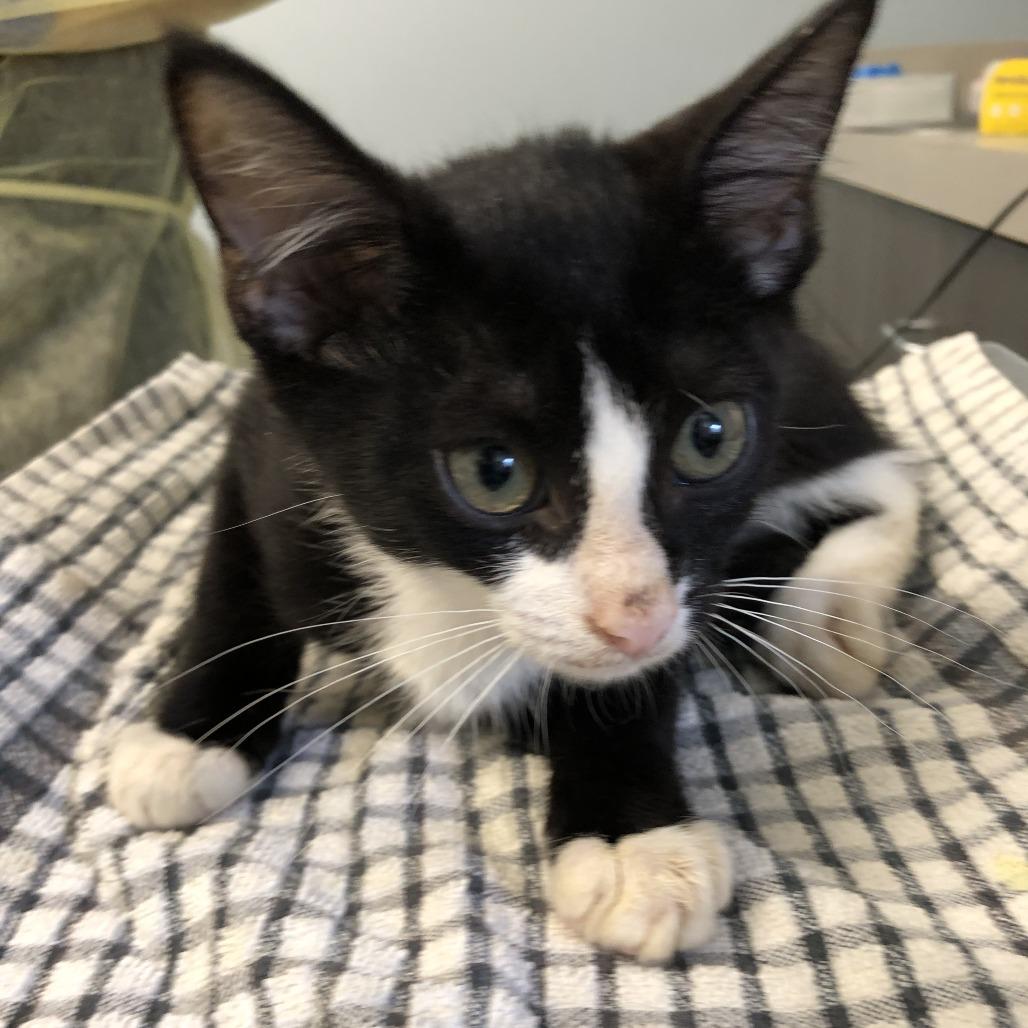 Enlarge Guardian, a Adoptable Domestic Short Hair in Oak Park, IL image 1/1