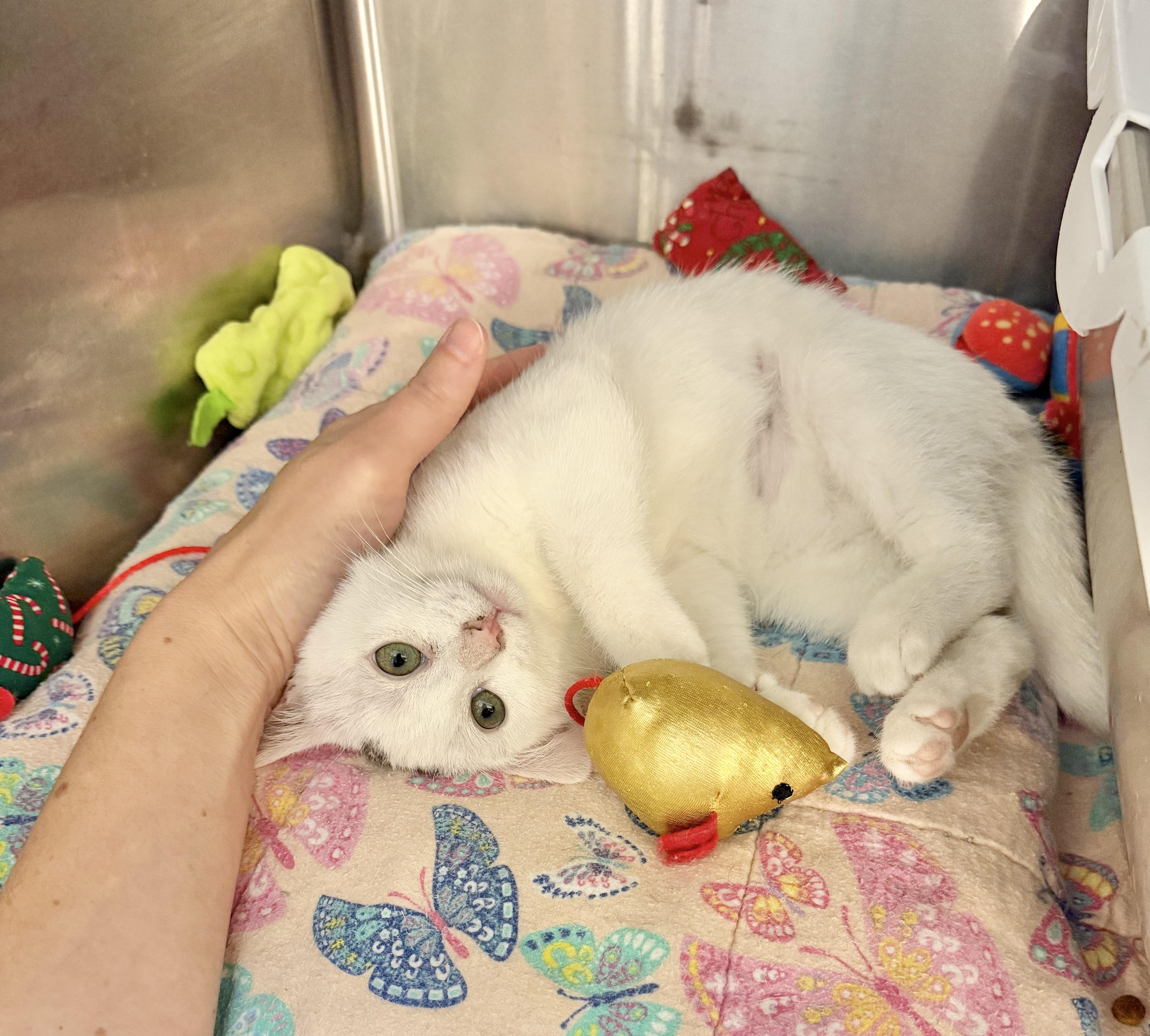 Enlarge Issac, an adopted Domestic Short Hair in Rock Hill, SC image 3/4