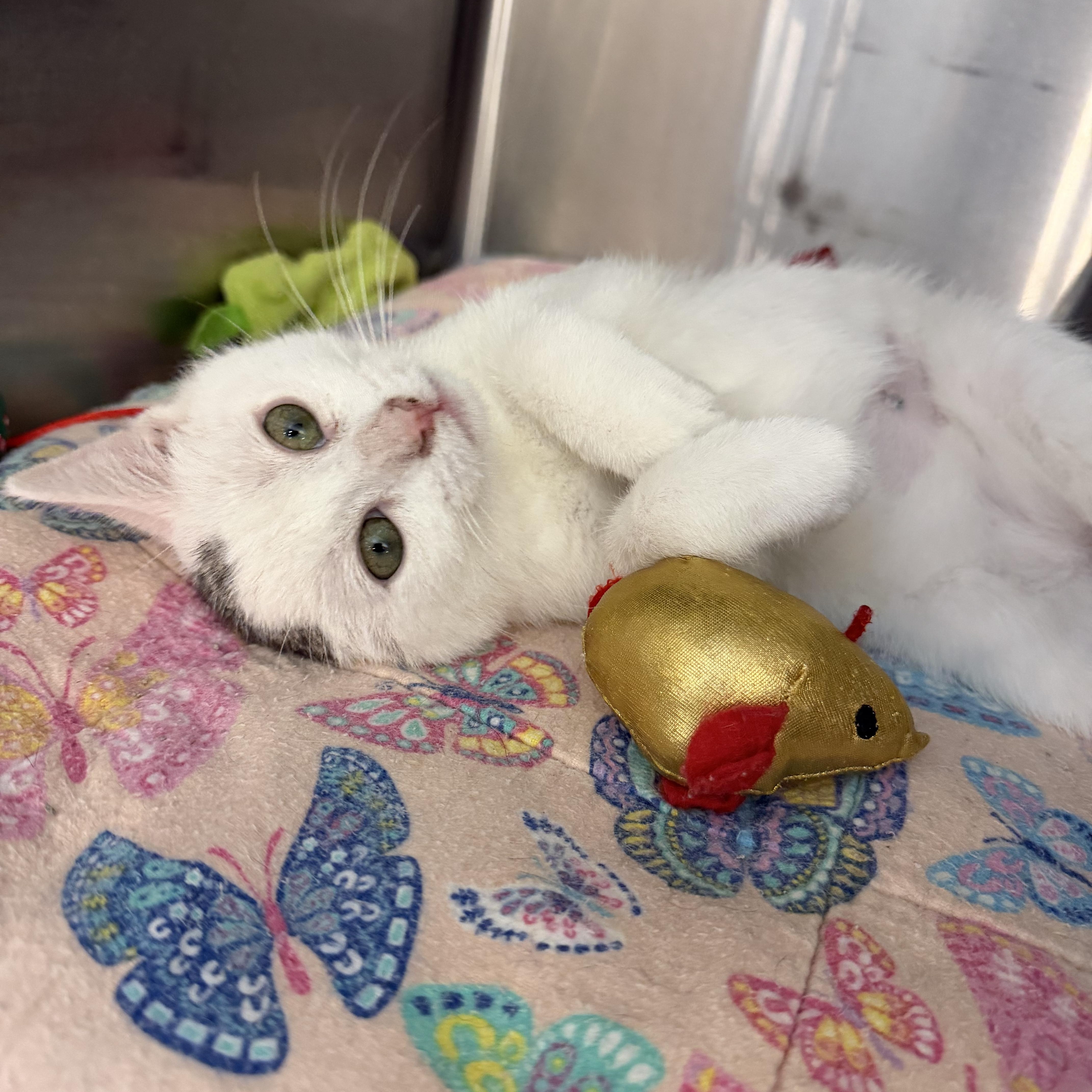 Enlarge Issac, an adopted Domestic Short Hair in Rock Hill, SC image 2/4