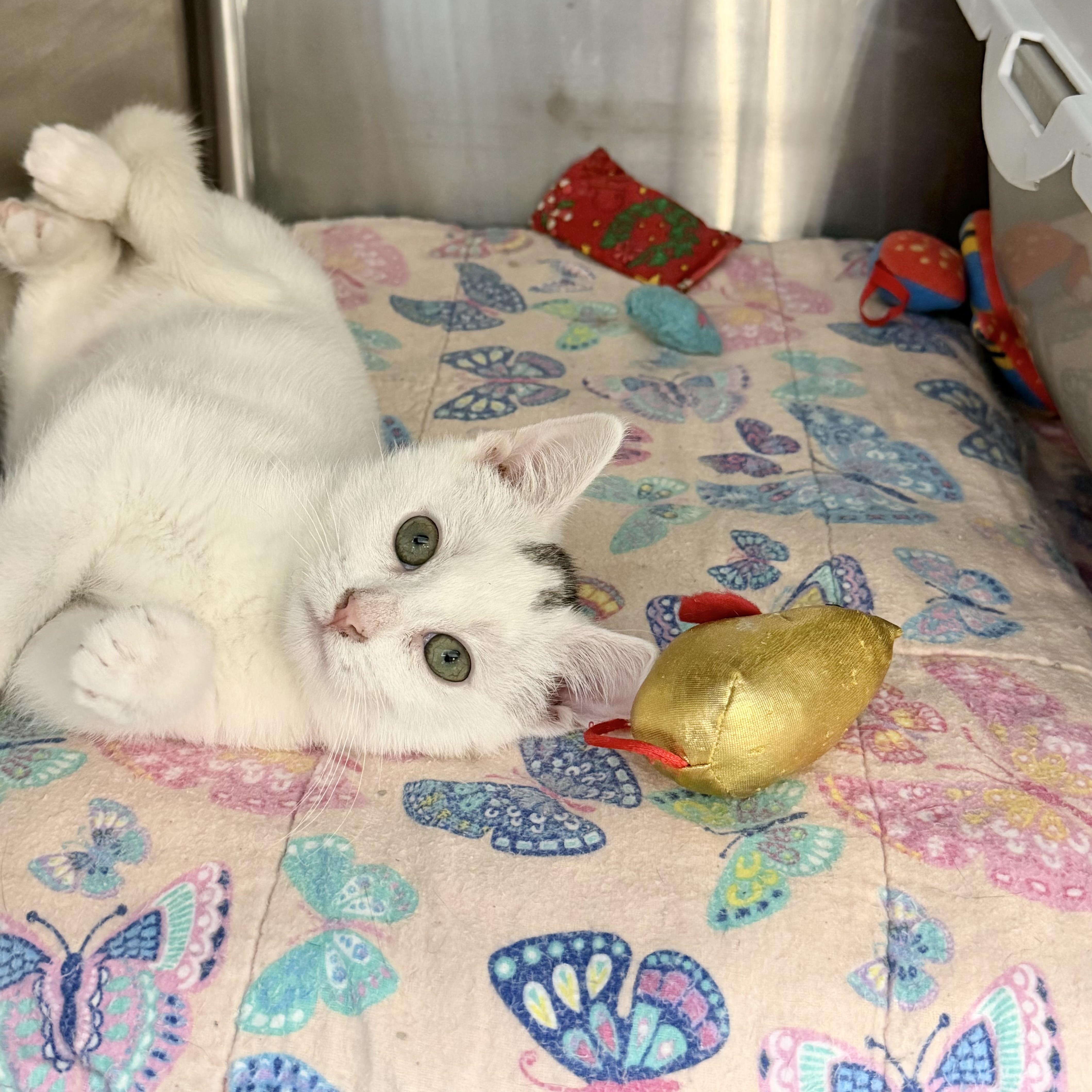 Enlarge Issac, an adopted Domestic Short Hair in Rock Hill, SC image 1/4