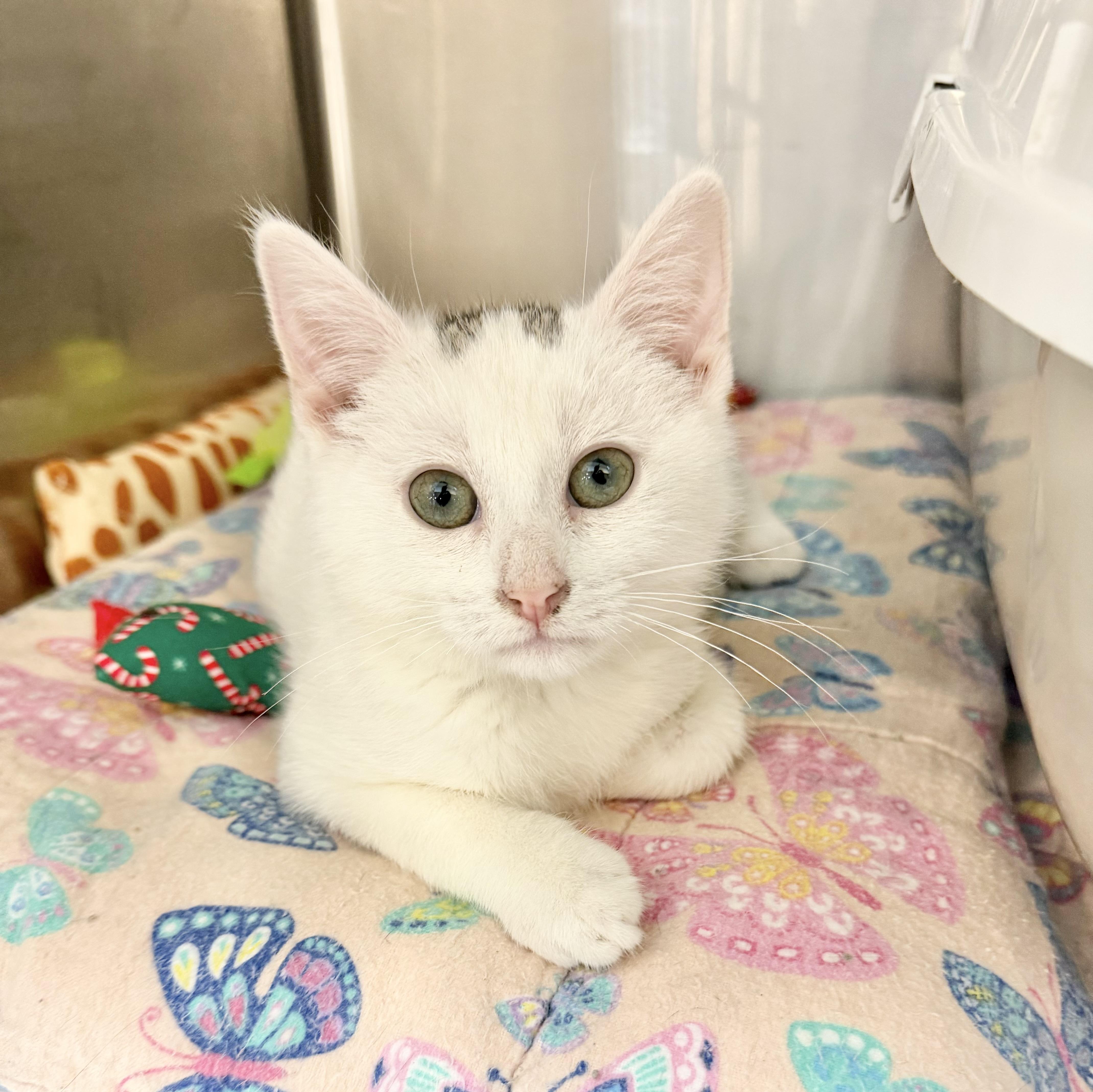 Enlarge Issac, an adopted Domestic Short Hair in Rock Hill, SC image 4/4