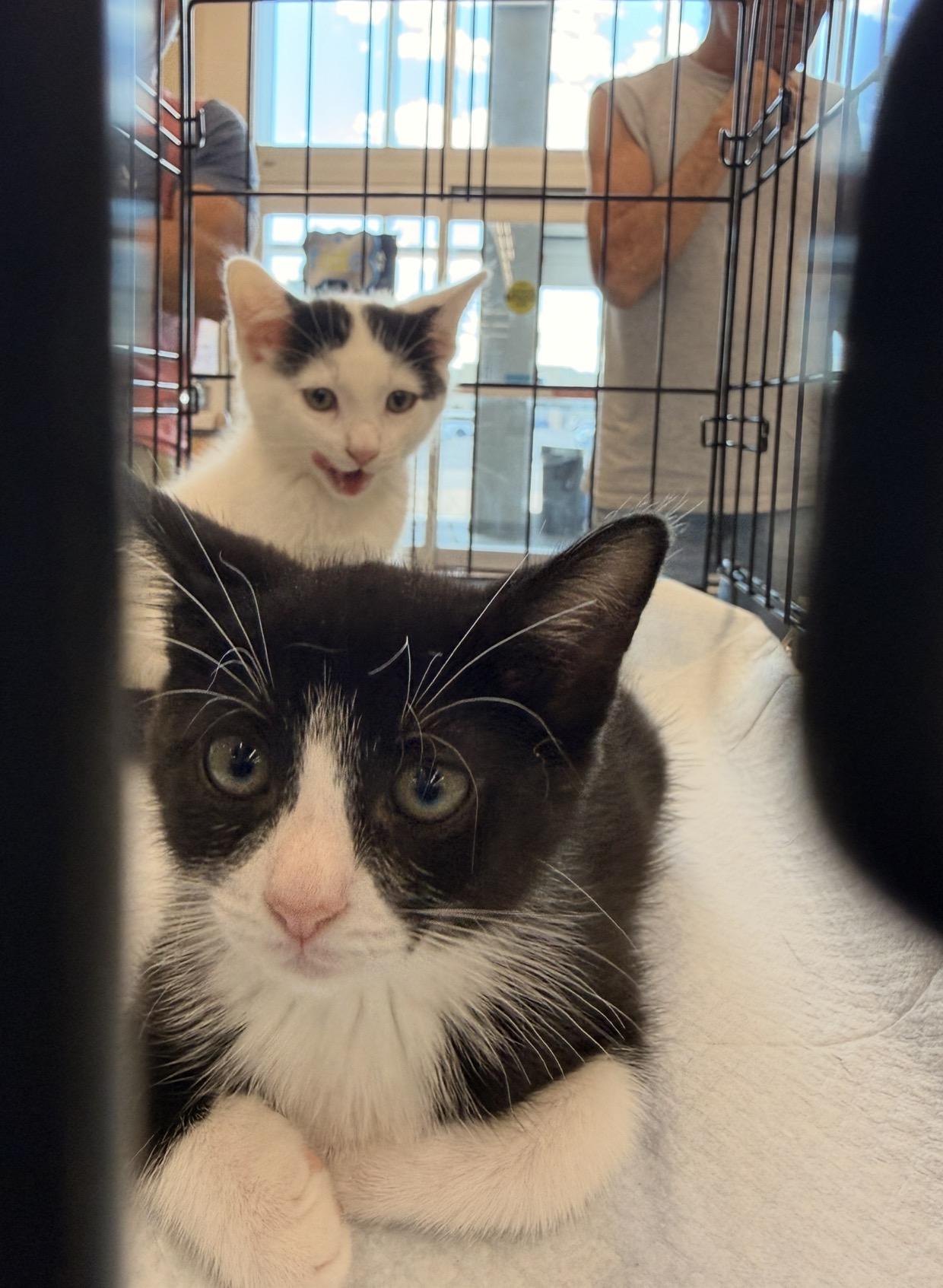 Enlarge Salchow, a Adoptable Domestic Short Hair in Staten Island, NY image 5/6
