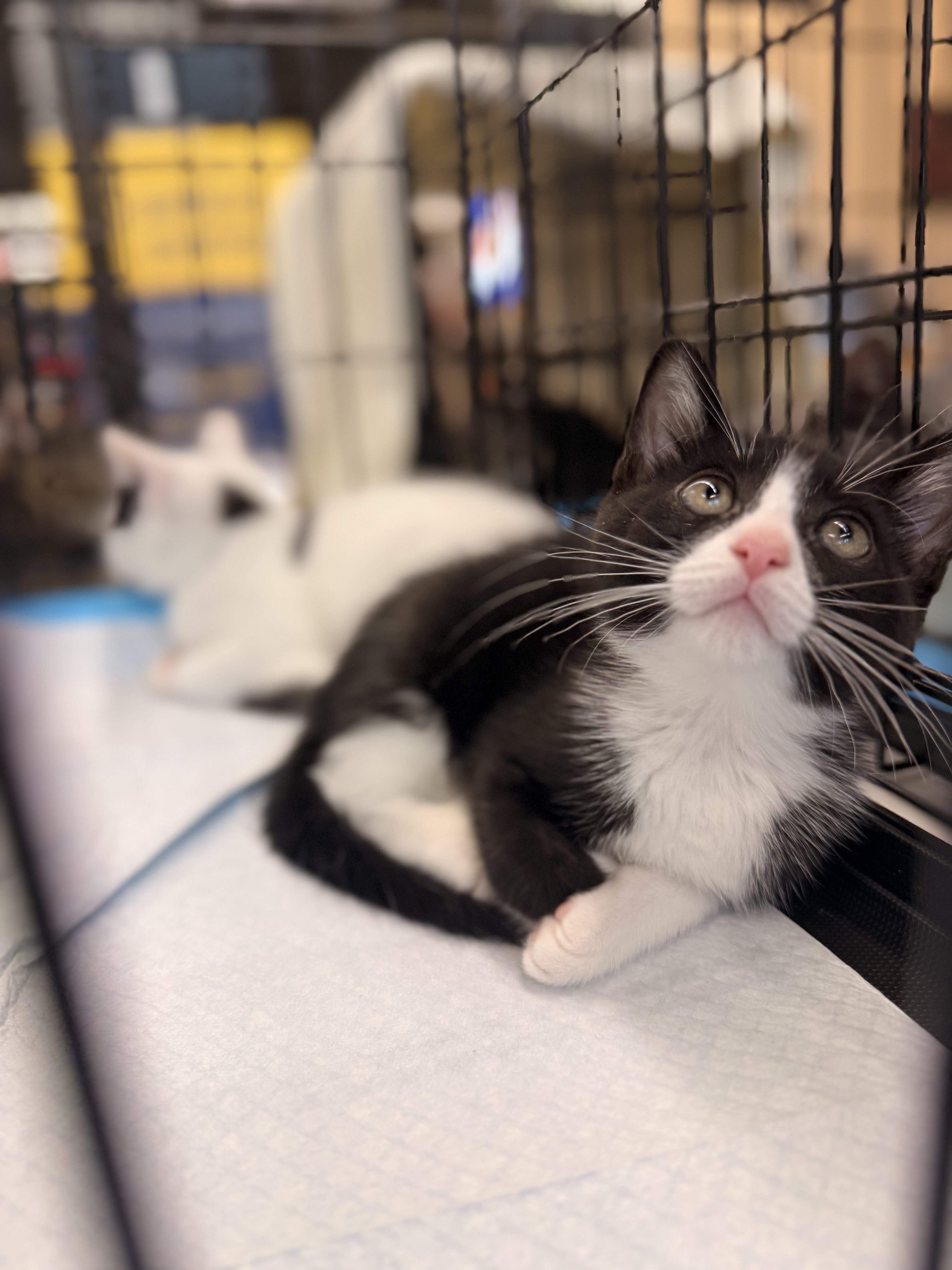 Enlarge Salchow, a Adoptable Domestic Short Hair in Staten Island, NY image 3/6