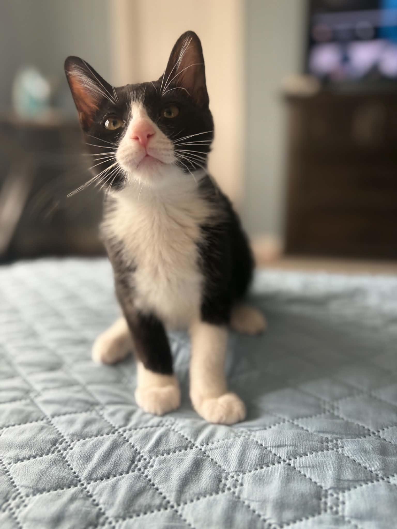 Enlarge Salchow, a Adoptable Domestic Short Hair in Staten Island, NY image 1/6