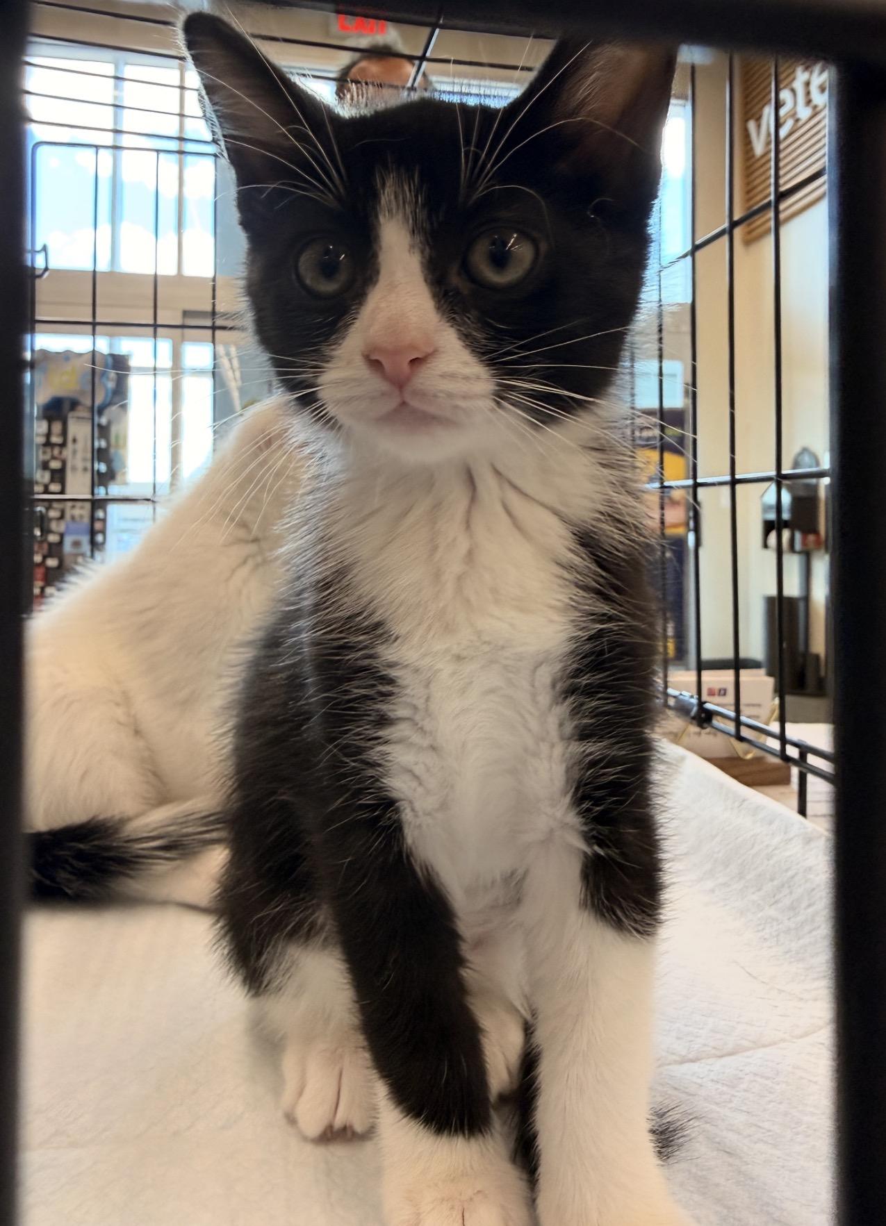 Enlarge Salchow, a Adoptable Domestic Short Hair in Staten Island, NY image 6/6