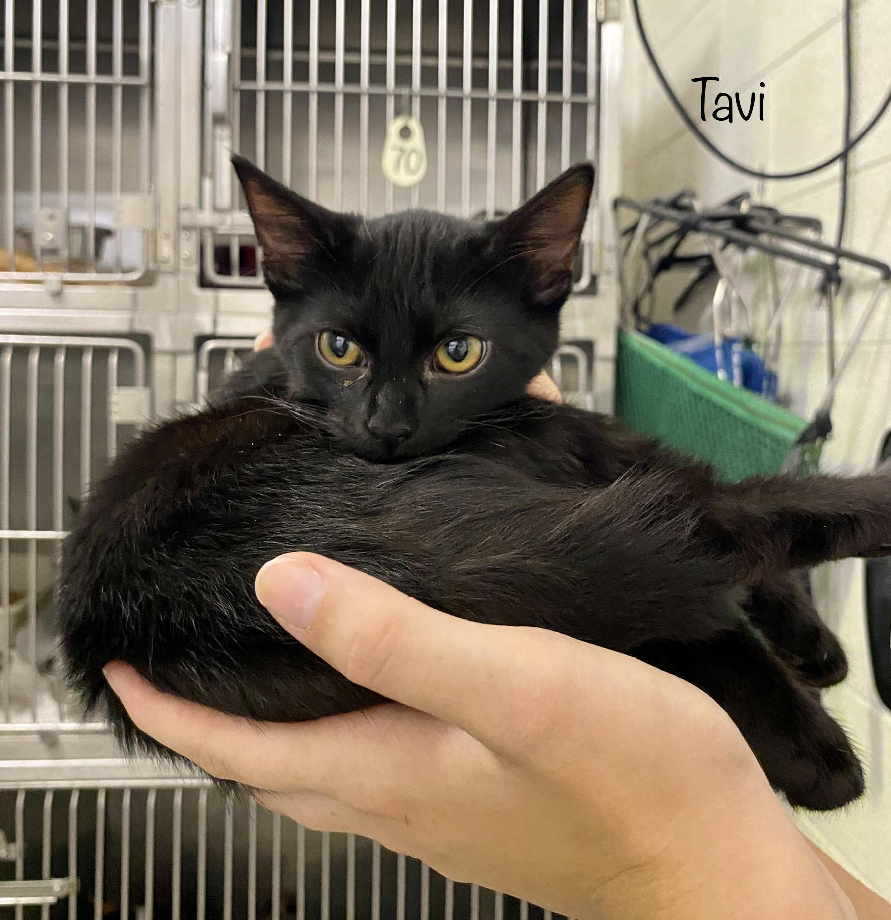 Tavi, an adoptable Domestic Short Hair Mix in Bedford, VA_image-1