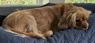 Enlarge Calvin C 26-25032-2, a Adoptable mixed breed in Parker, CO image 2/2