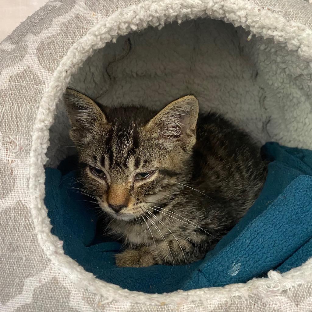 Purrcy, Adoptable, Kitten Male Domestic Short Hair.