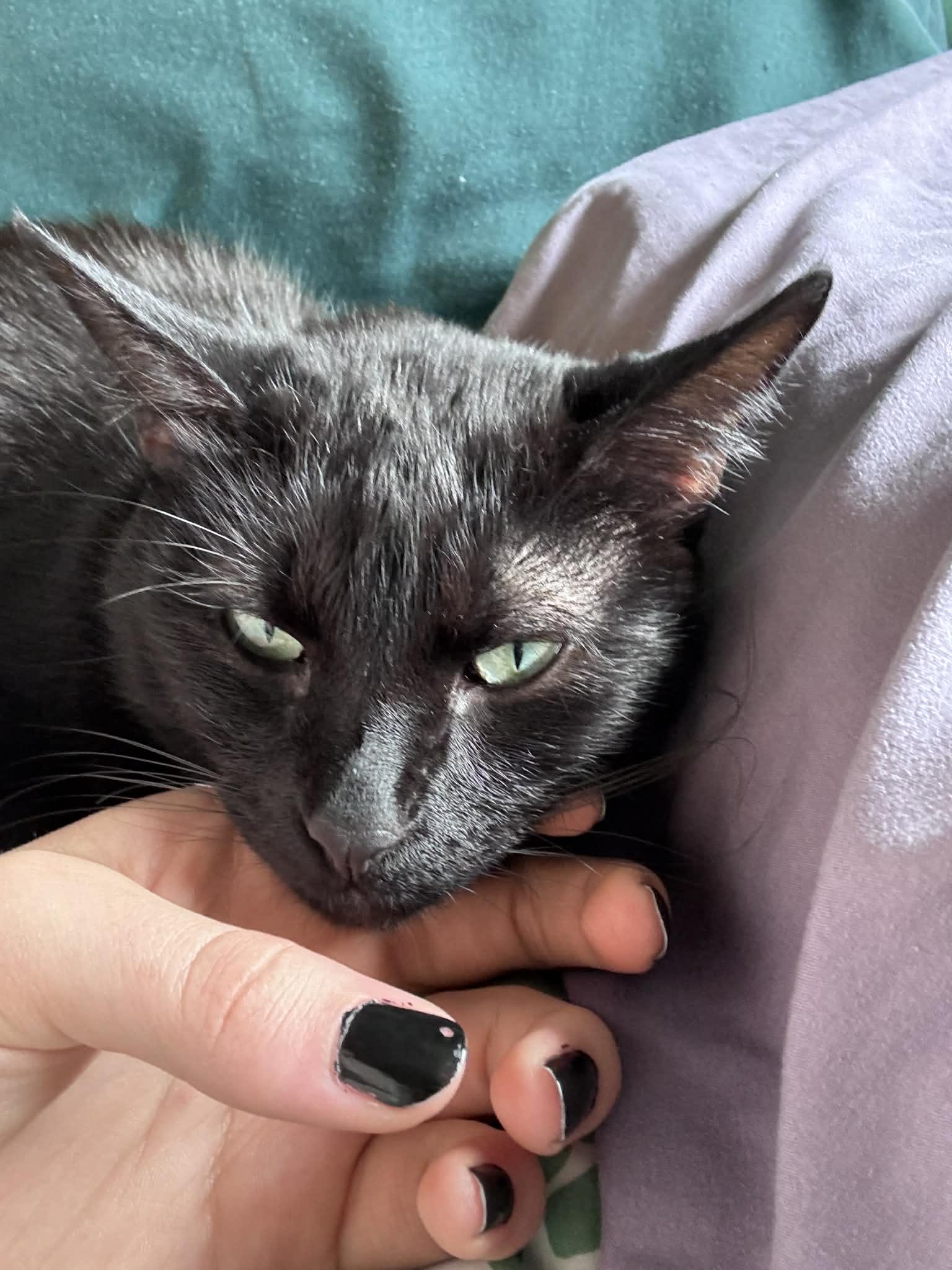 Enlarge Zebra Cakes , a ADOPTABLE Domestic Short Hair in West Lafayette, IN image 3/5