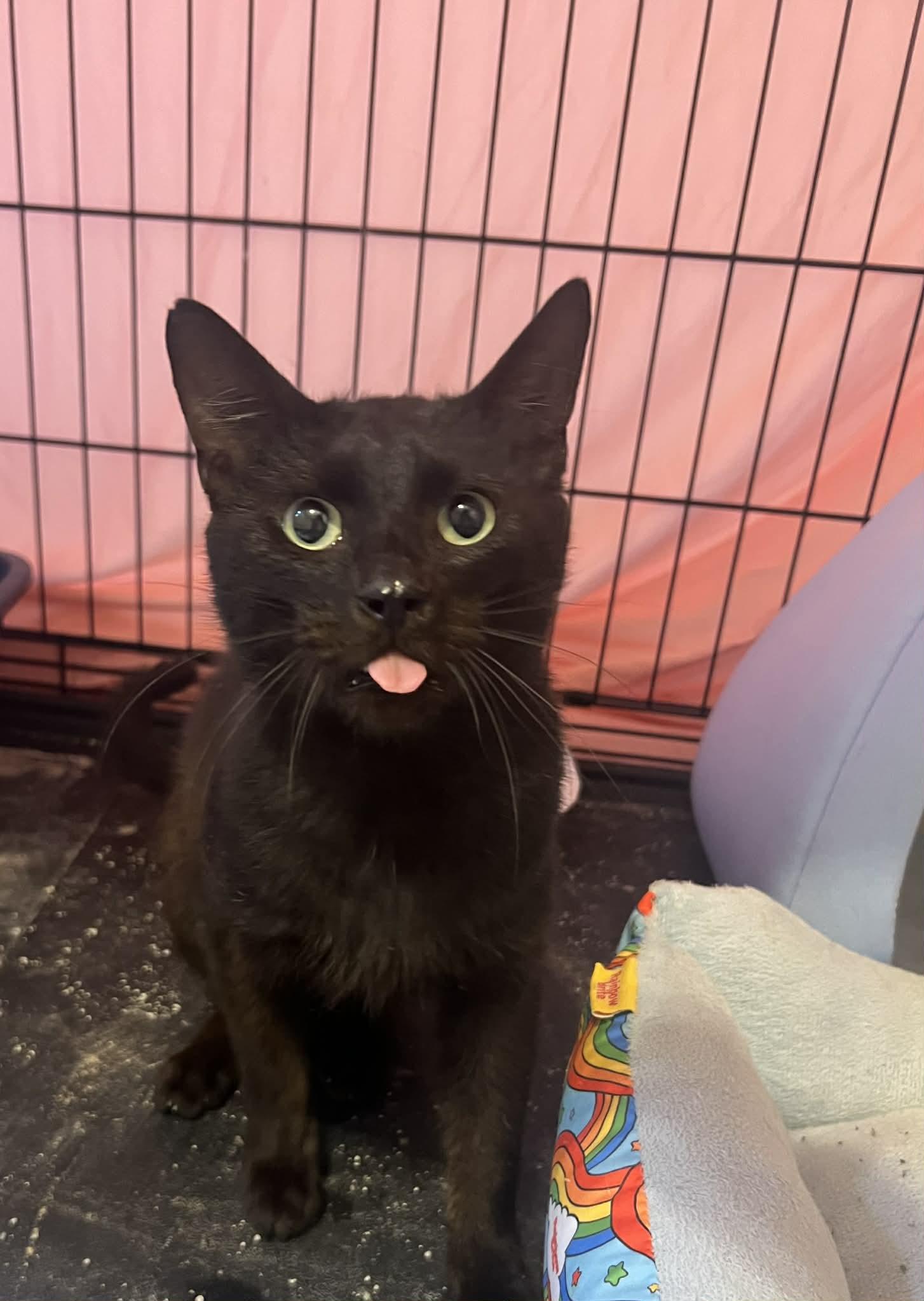 Enlarge Zebra Cakes , a ADOPTABLE Domestic Short Hair in West Lafayette, IN image 2/5