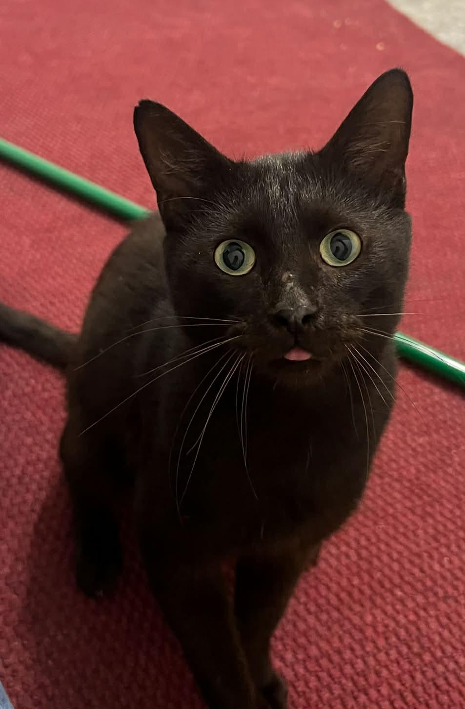 Enlarge Zebra Cakes , a ADOPTABLE Domestic Short Hair in West Lafayette, IN image 5/5