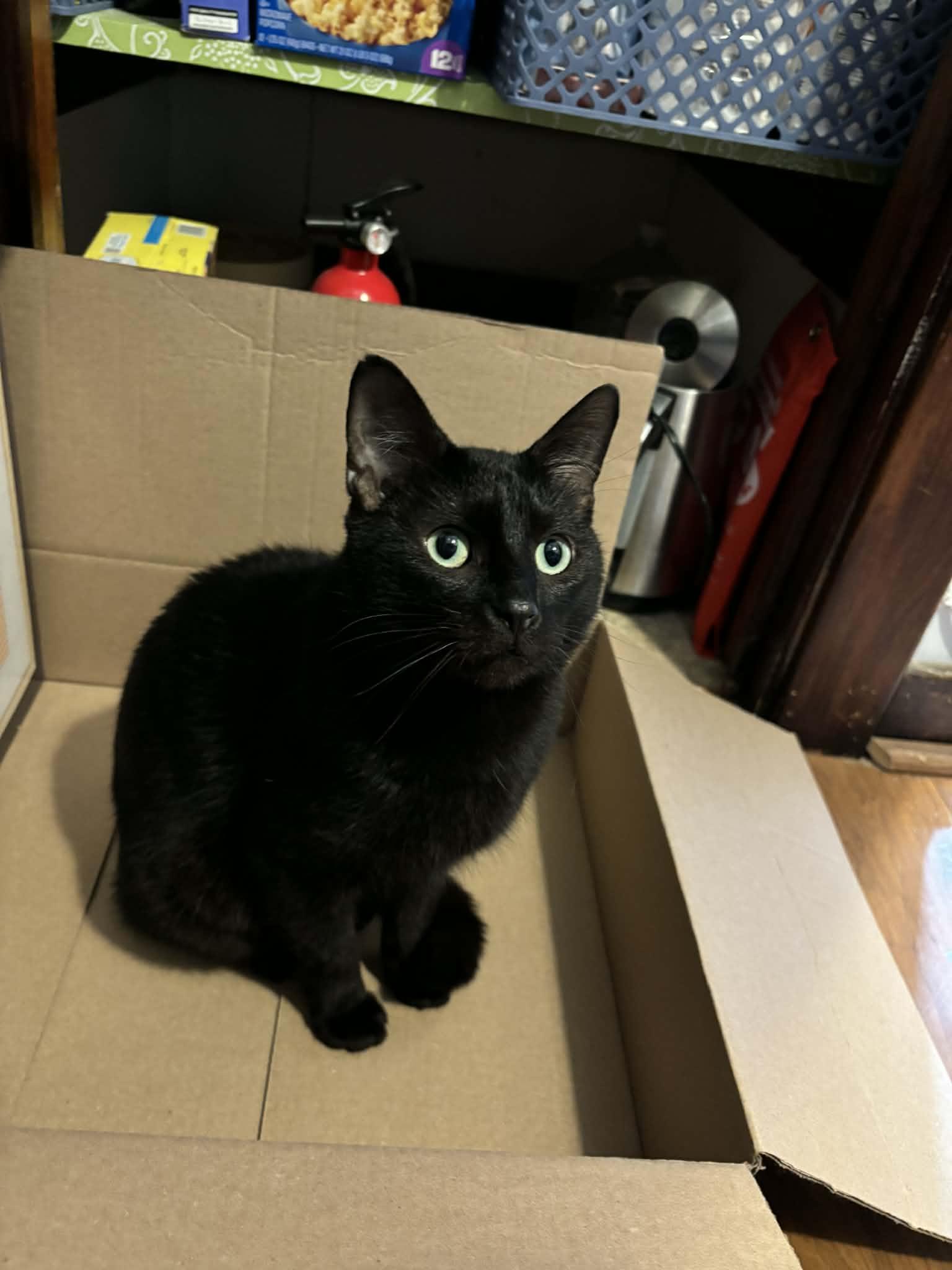 Enlarge Zebra Cakes , a ADOPTABLE Domestic Short Hair in West Lafayette, IN image 1/5