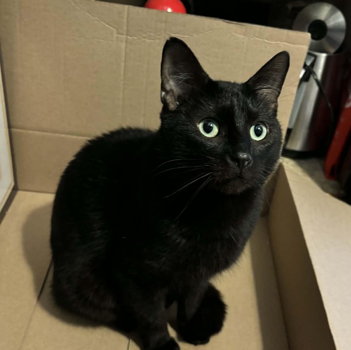 Enlarge Zebra Cakes , a ADOPTABLE Domestic Short Hair in West Lafayette, IN image 1/5
