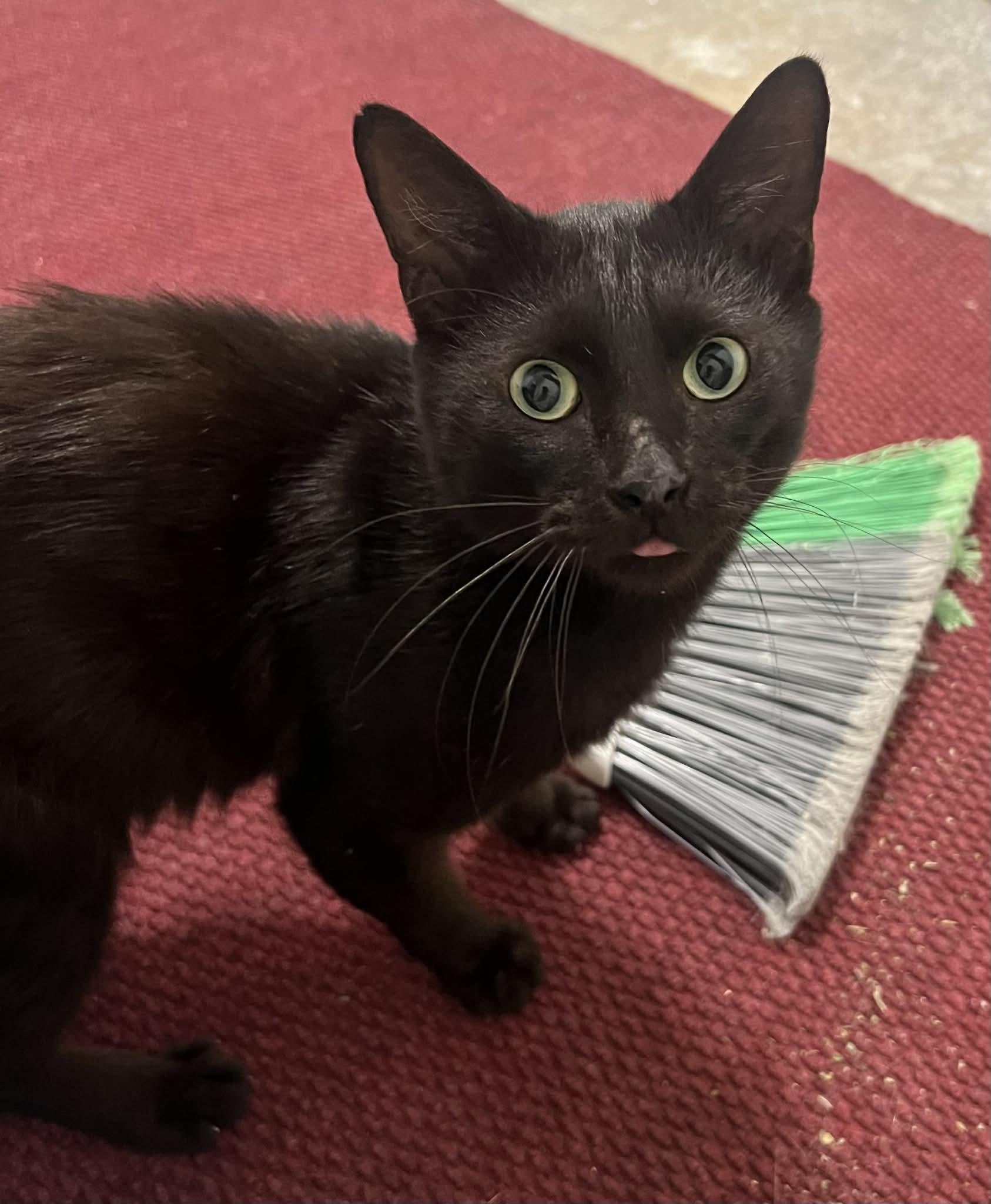 Enlarge Zebra Cakes , a ADOPTABLE Domestic Short Hair in West Lafayette, IN image 4/5