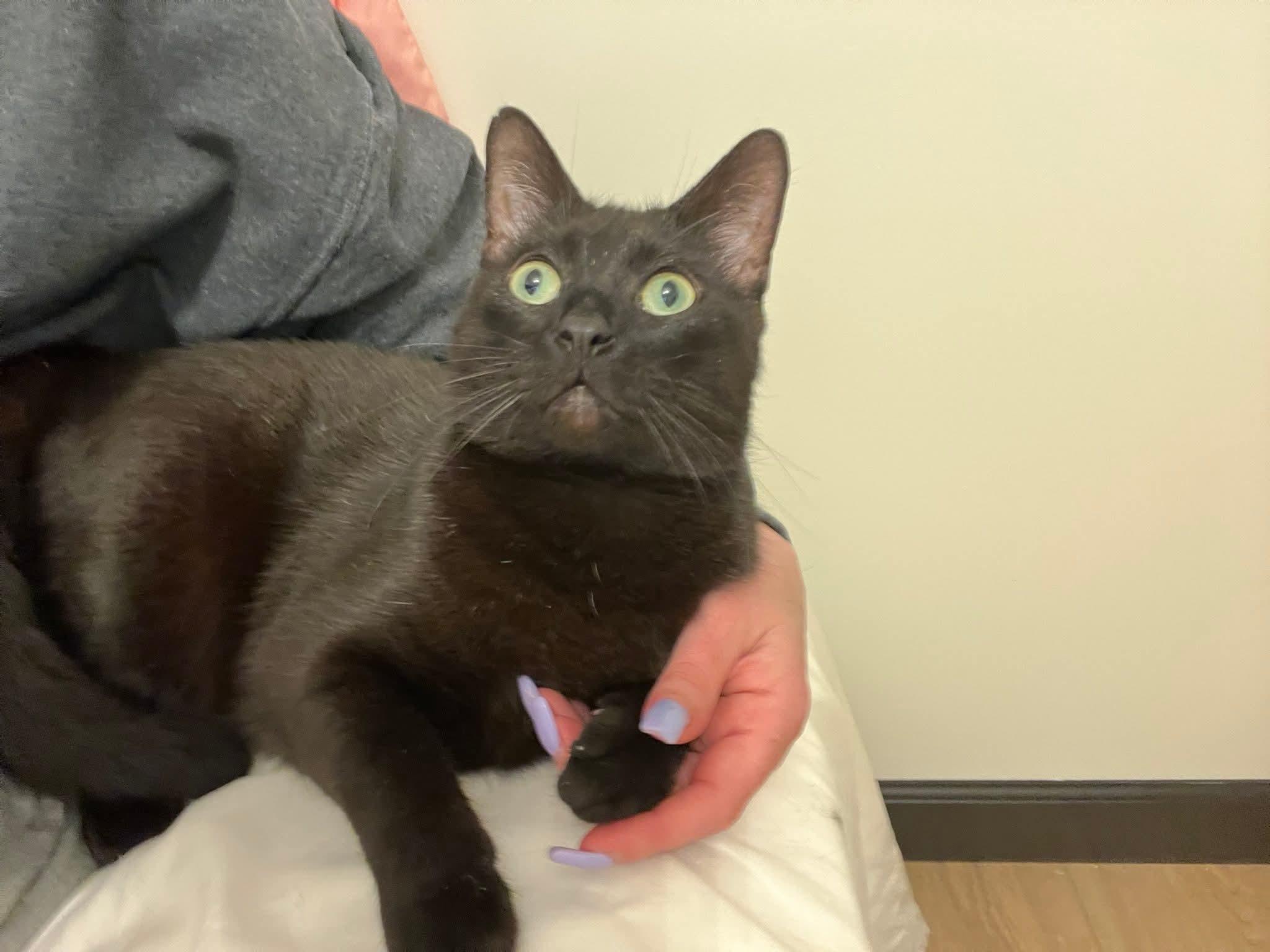 Enlarge Zebra Cakes , an adoptable Domestic Short Hair in West Lafayette, IN image 4/6