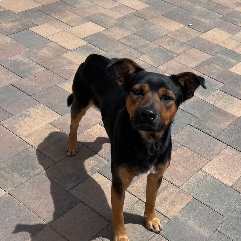 Enlarge Toby, a ADOPTABLE mixed breed in Sandia Park, NM image 1/1