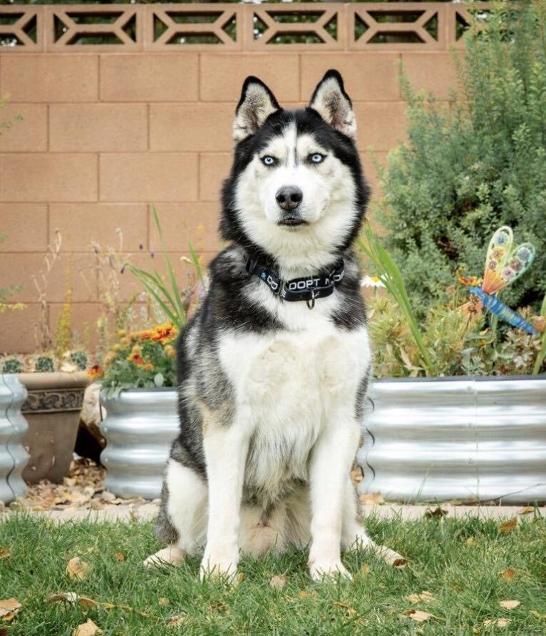 Enlarge Balto, a Adoptable Siberian Husky in Cottonwood Heights, UT image 1/3