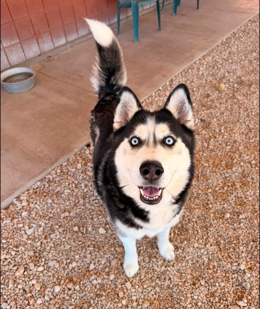 Enlarge Balto, a Adoptable Siberian Husky in Cottonwood Heights, UT image 2/3