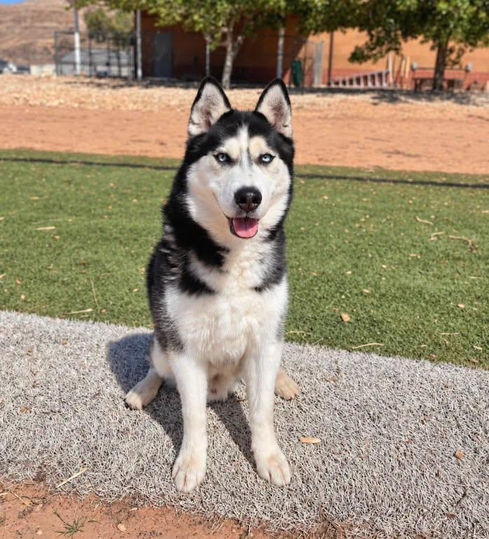 Enlarge Balto, a Adoptable Siberian Husky in Cottonwood Heights, UT image 3/3