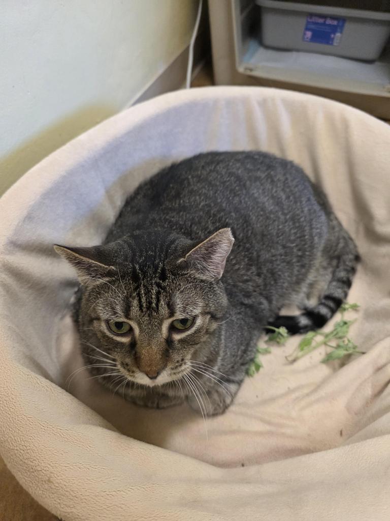 Spice, Adoptable, Senior Male Domestic Short Hair.