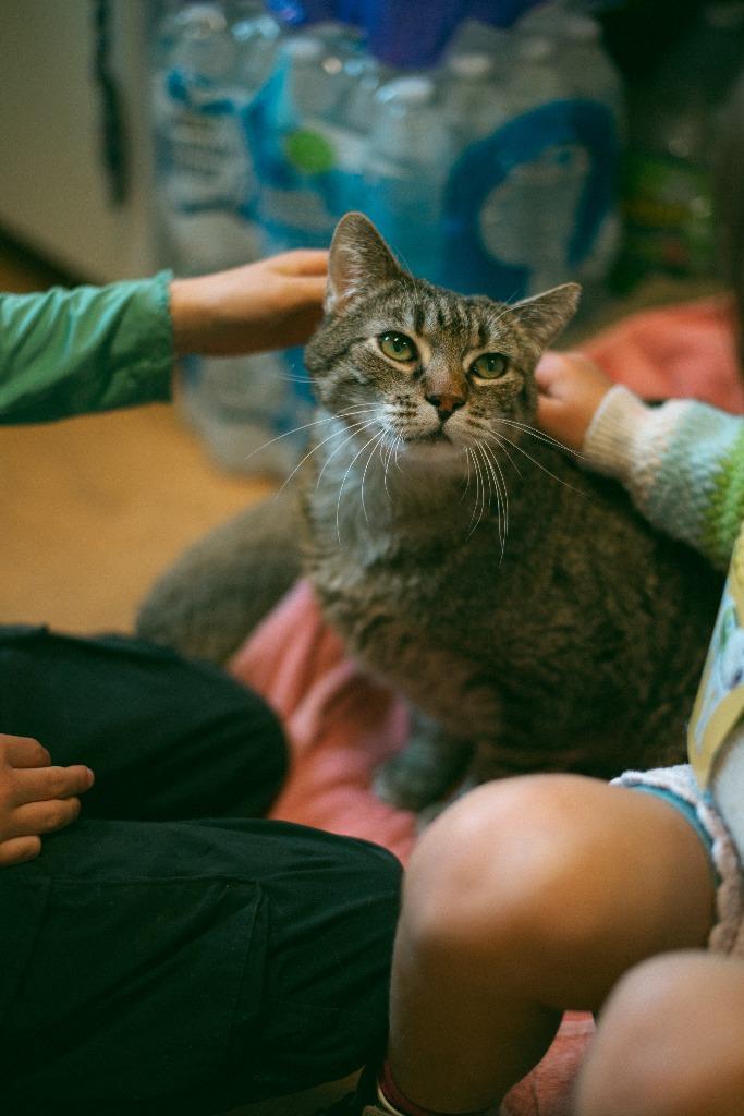 Enlarge Spice, a Adoptable mixed breed in Thayne, WY image 2/2