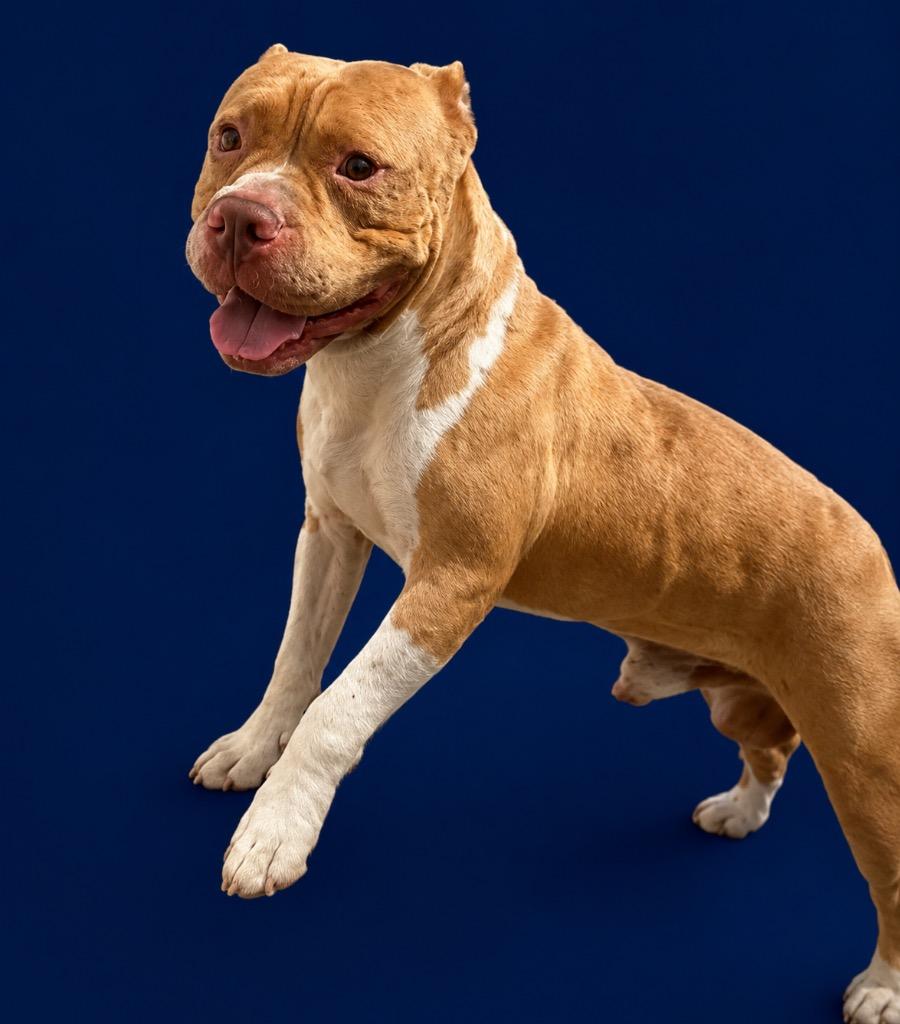 Enlarge Stallone, a Adoptable mixed breed in Wauchula, FL image 1/1