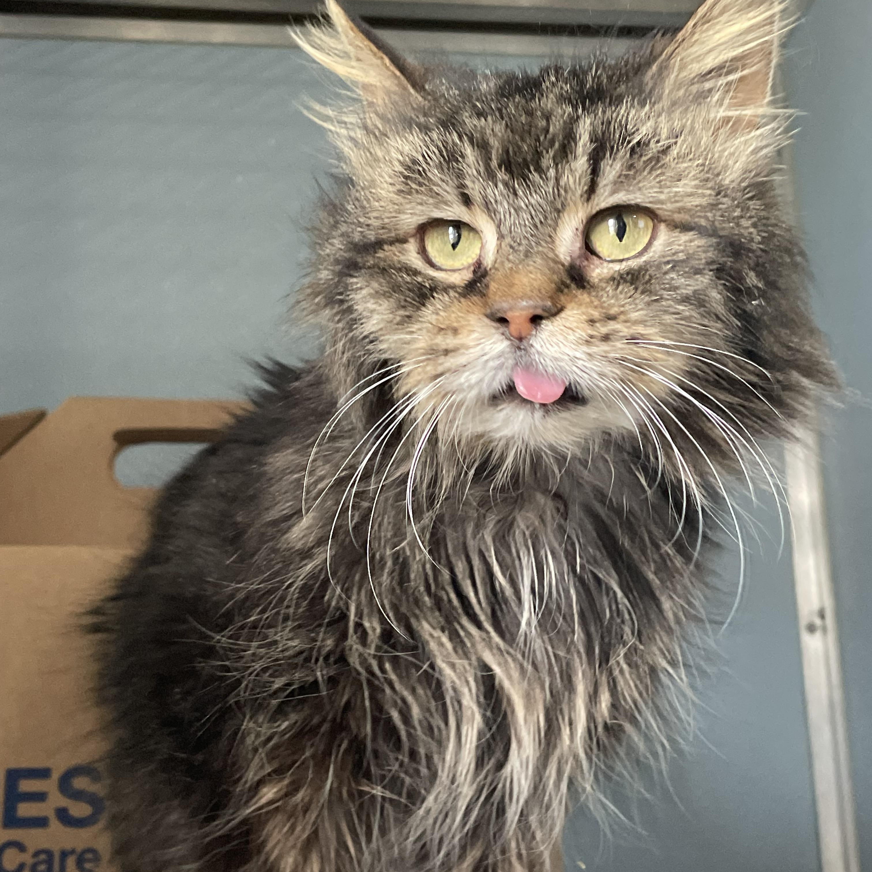 Becky with the Long Hair, Senior Female Domestic Medium Hair