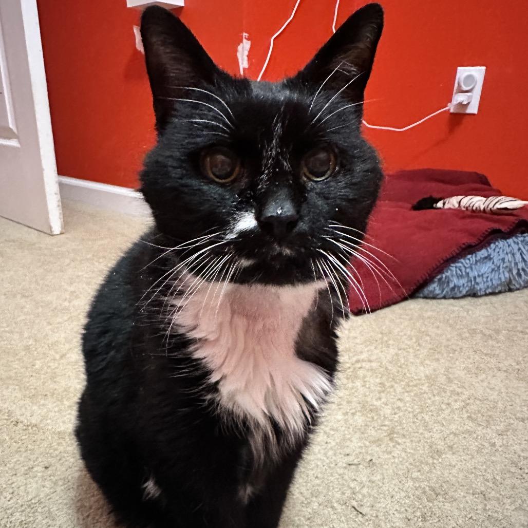 Enlarge Miss Muffet, a Adoptable Domestic Short Hair in Brownsboro, AL image 1/2