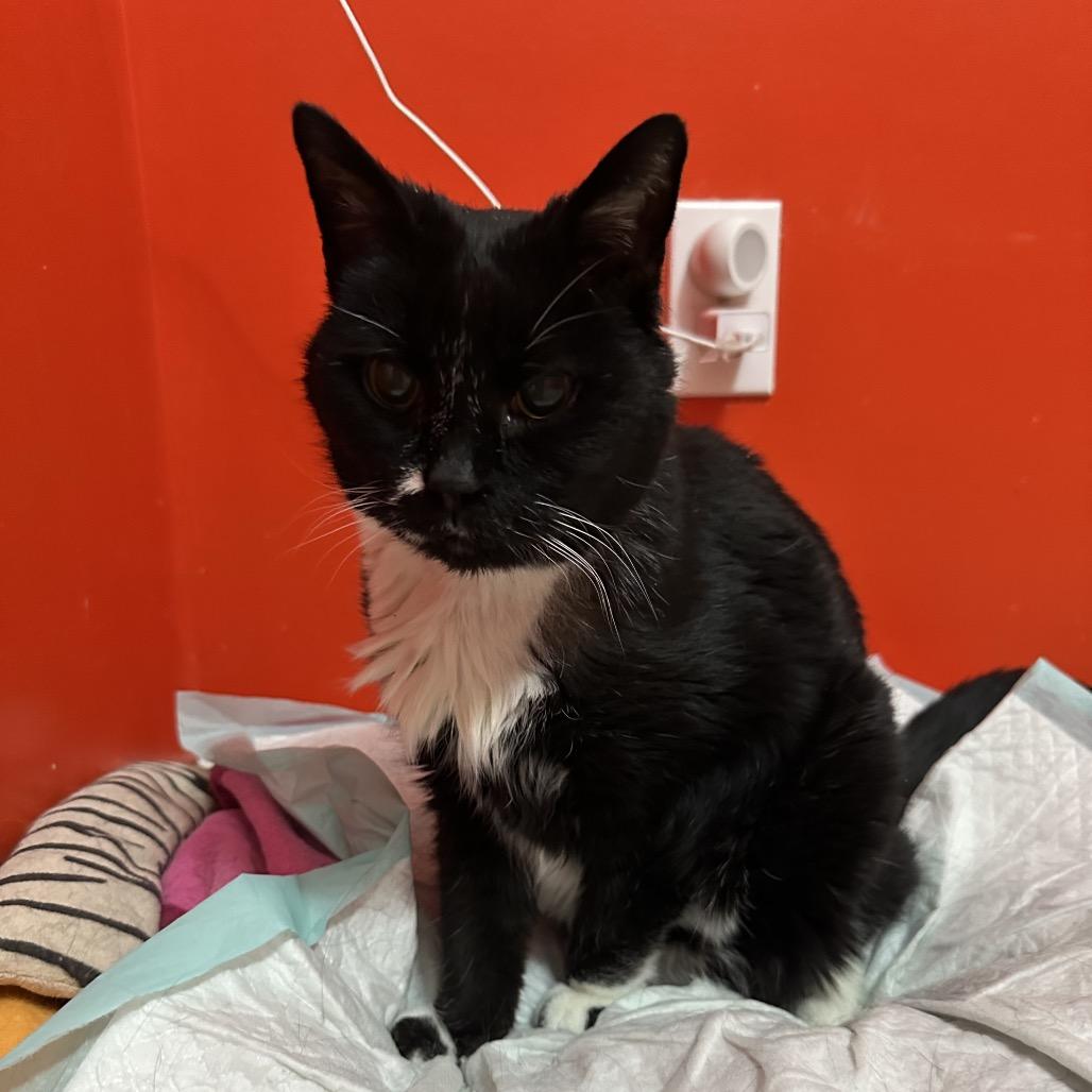 Enlarge Miss Muffet, a Adoptable Domestic Short Hair in Brownsboro, AL image 2/2