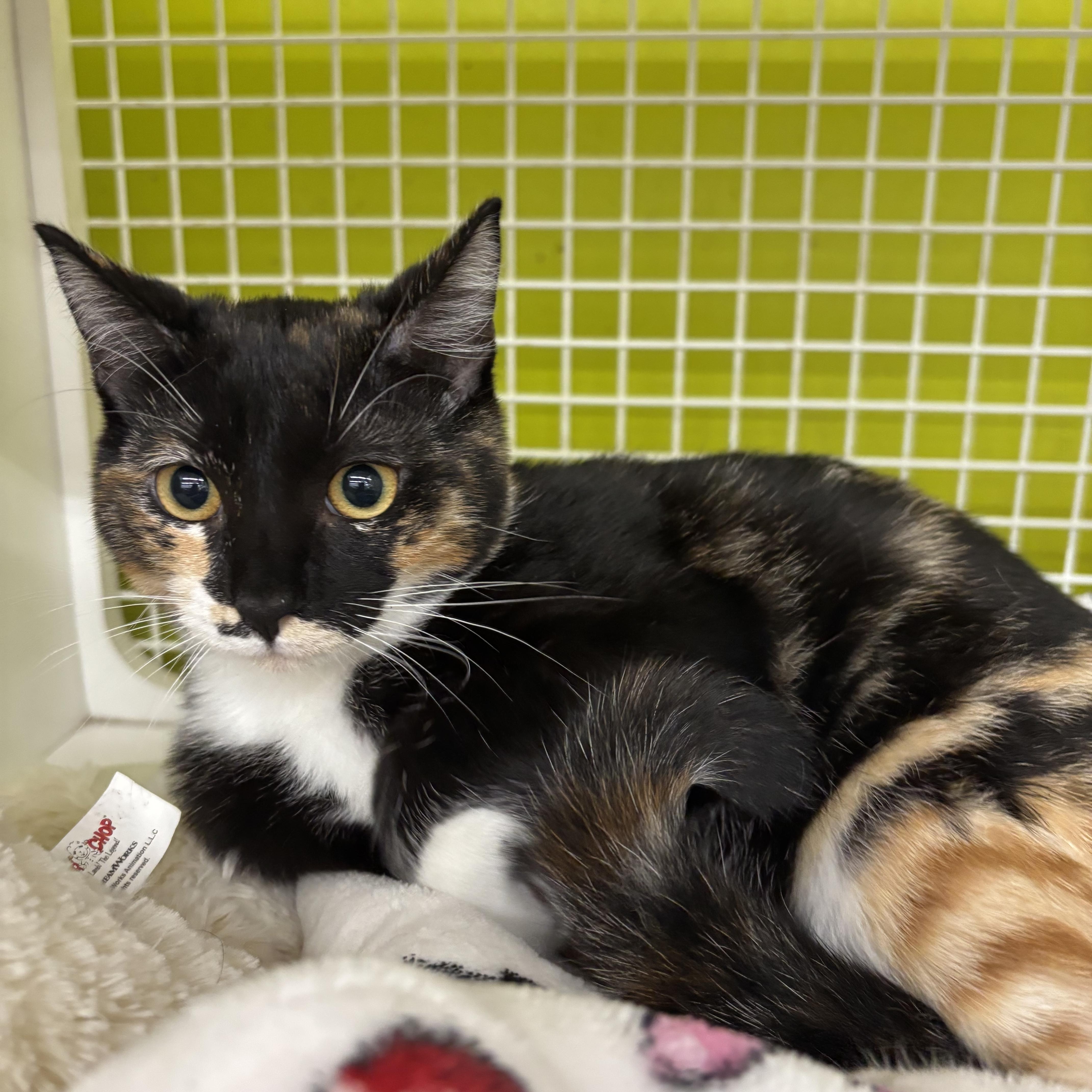 Ember, adopted, Young Female Domestic Short Hair.