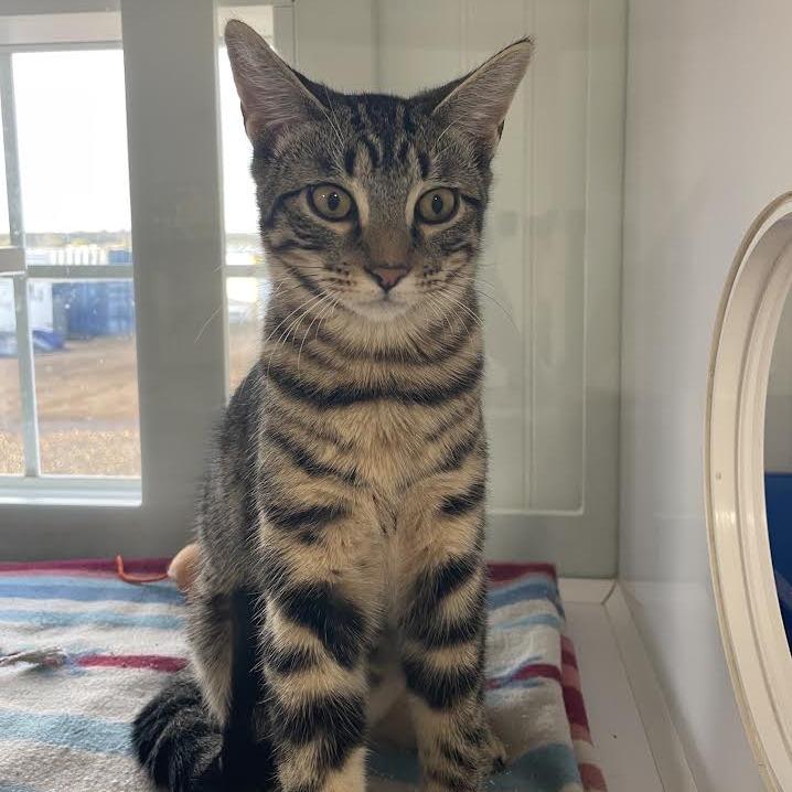 Enlarge Taco, a Adopted Domestic Short Hair in Prescott, AZ image 2/4