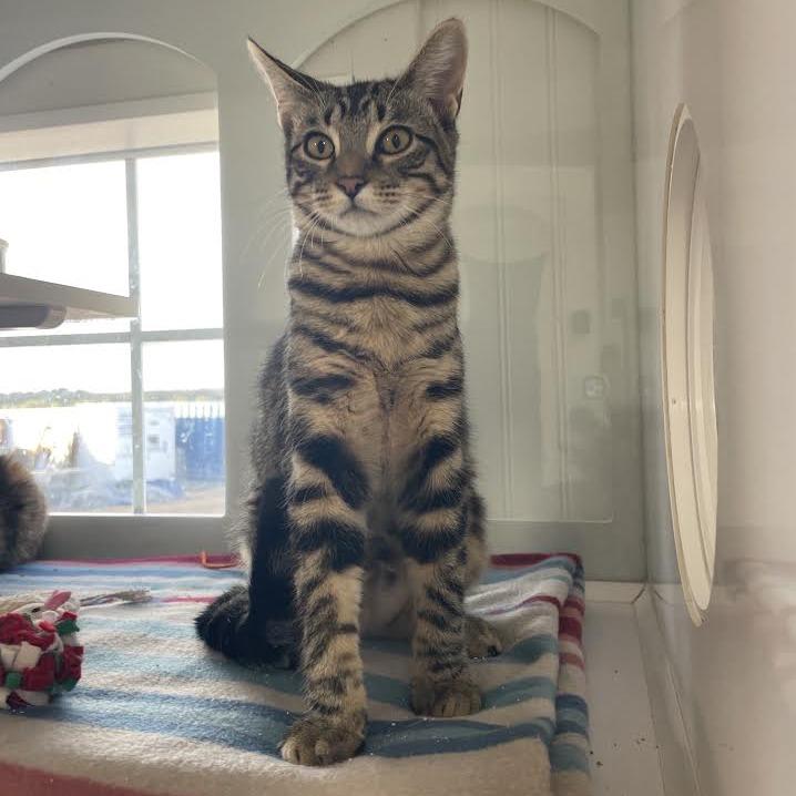 Enlarge Taco, a Adopted Domestic Short Hair in Prescott, AZ image 3/4