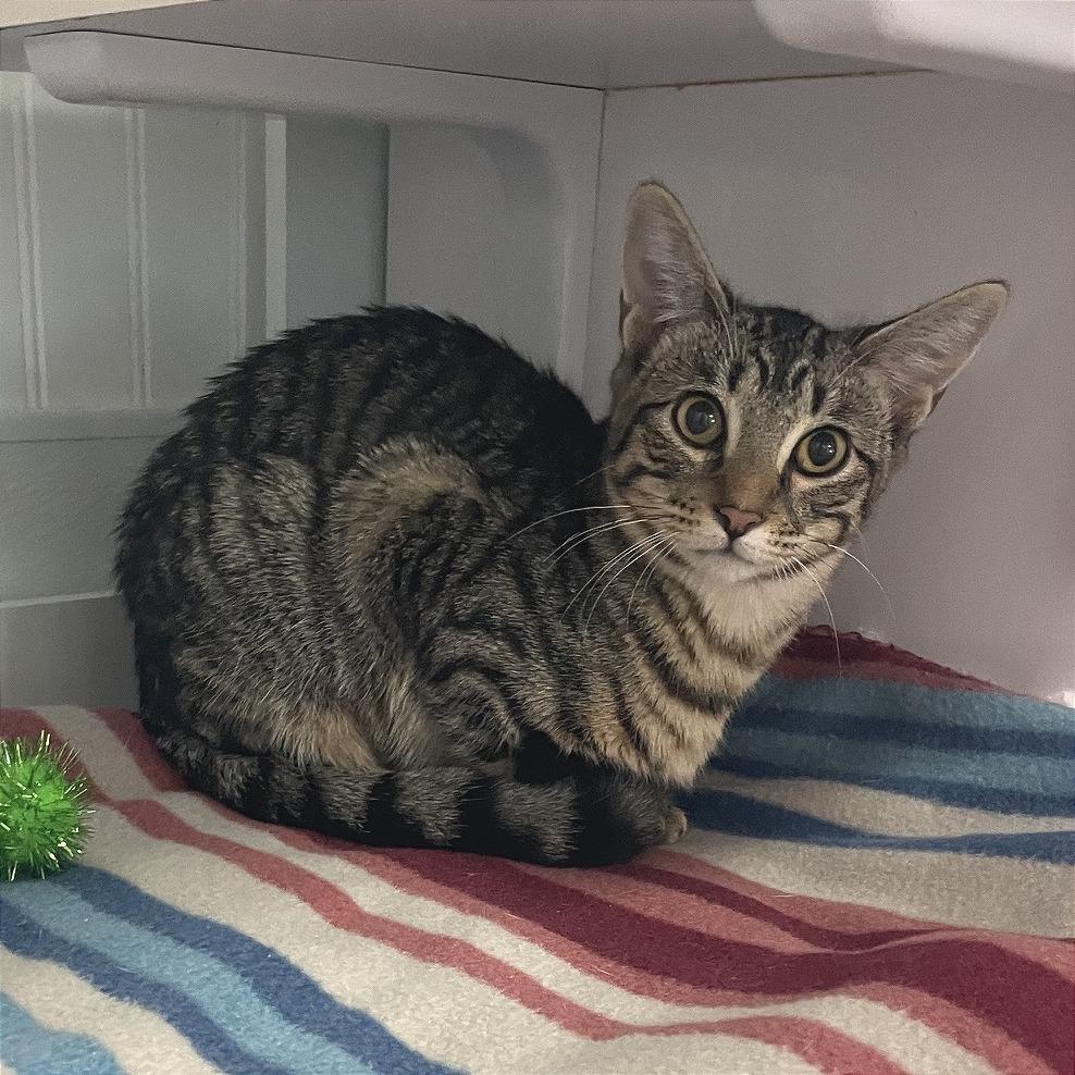 Enlarge Taco, a Adopted Domestic Short Hair in Prescott, AZ image 1/4