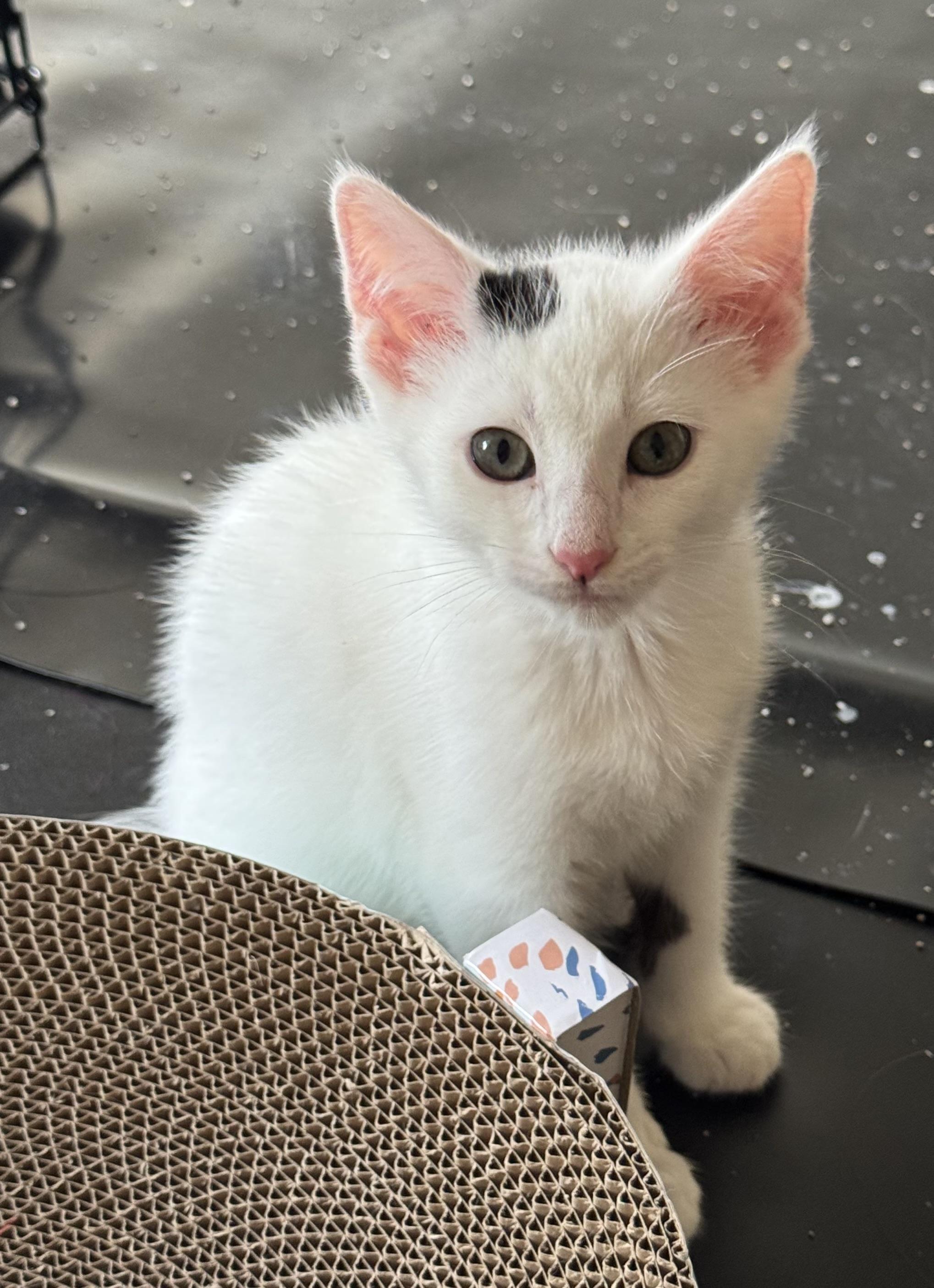 Opie, ADOPTABLE, Kitten Male Domestic Short Hair.
